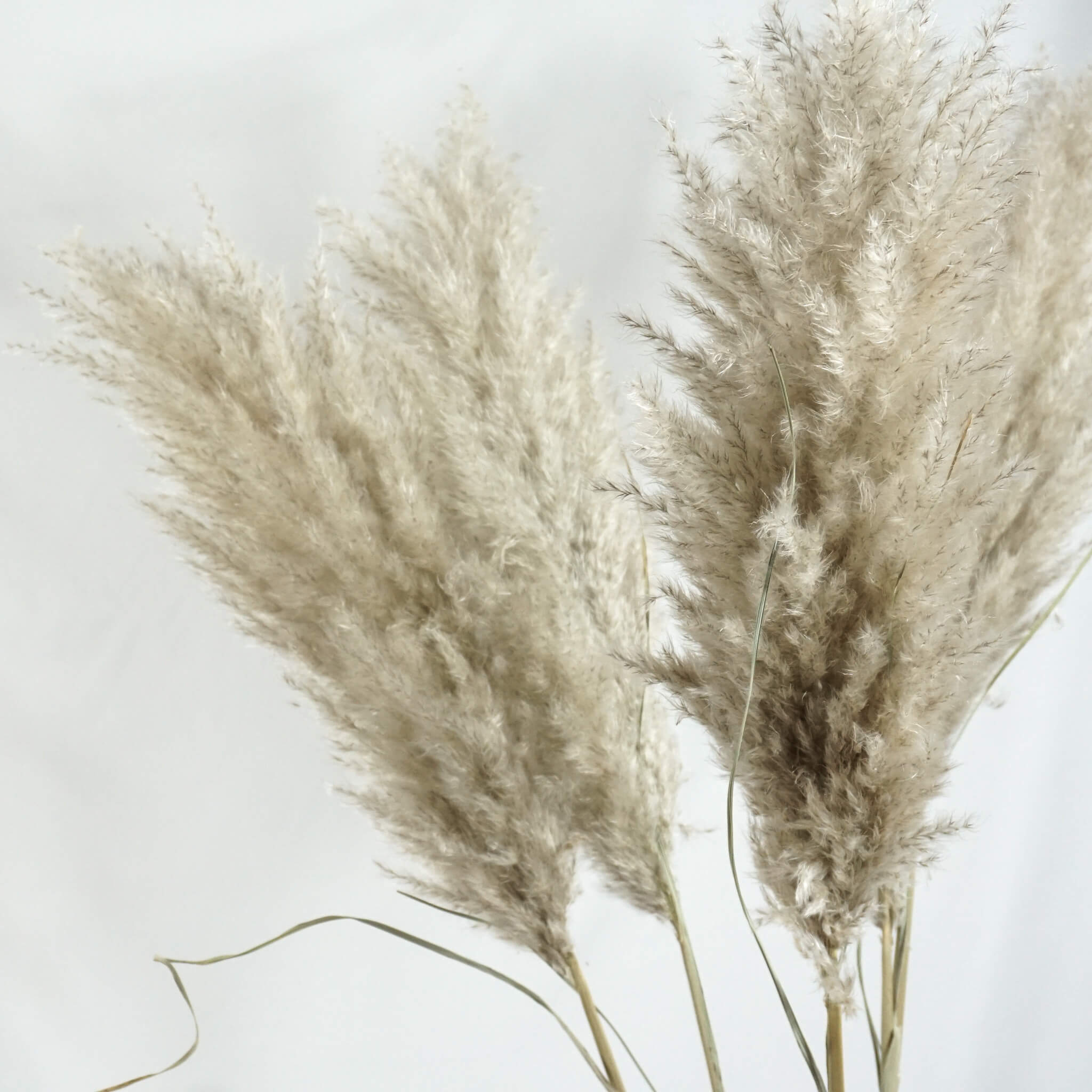 Trockenblumen Gräser