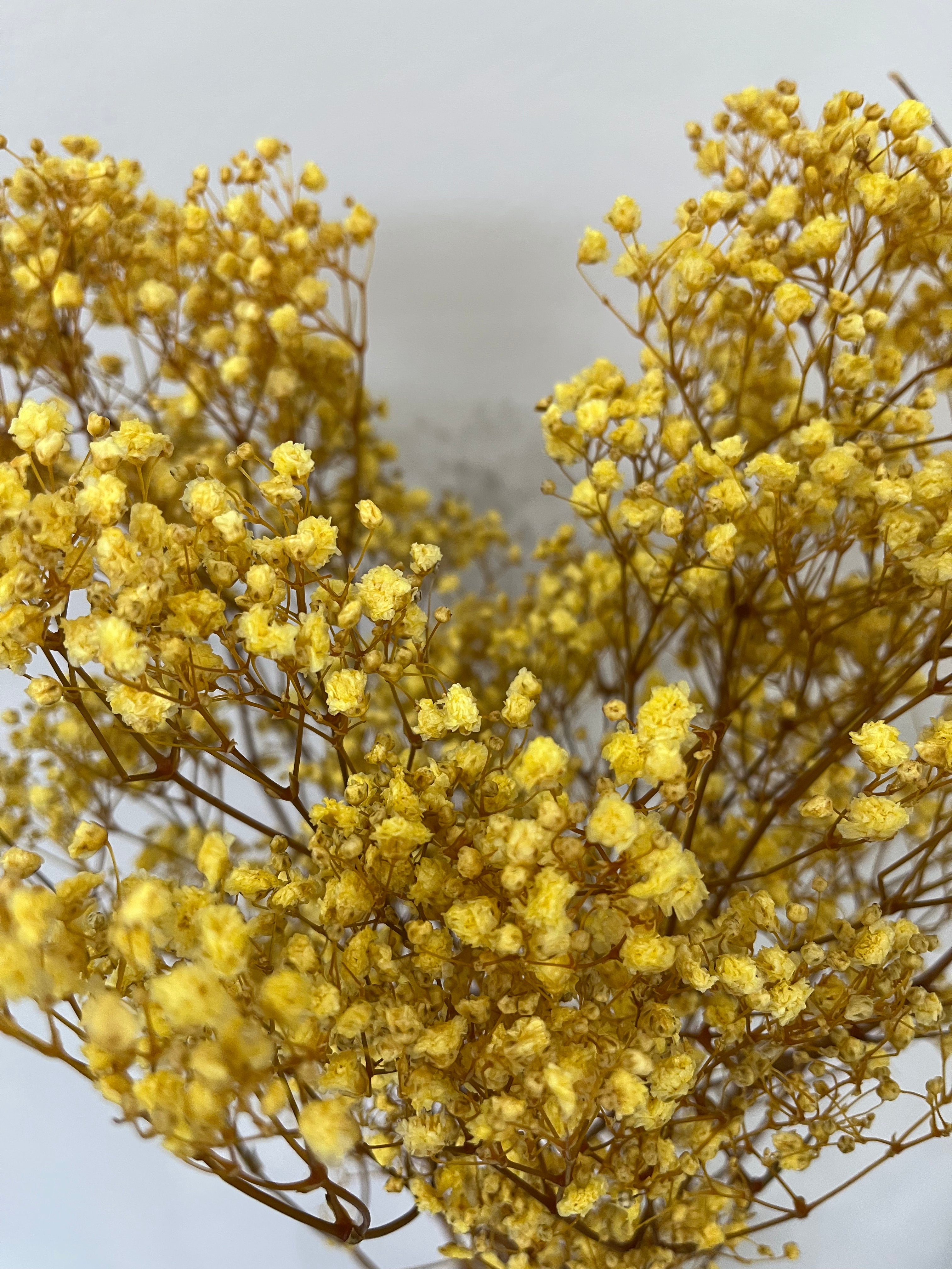 Gypsophilia | Schleierkraut: Ewige Schönheit für Deine Trockenblumensträuße und -kränze - Lykke&You GmbH