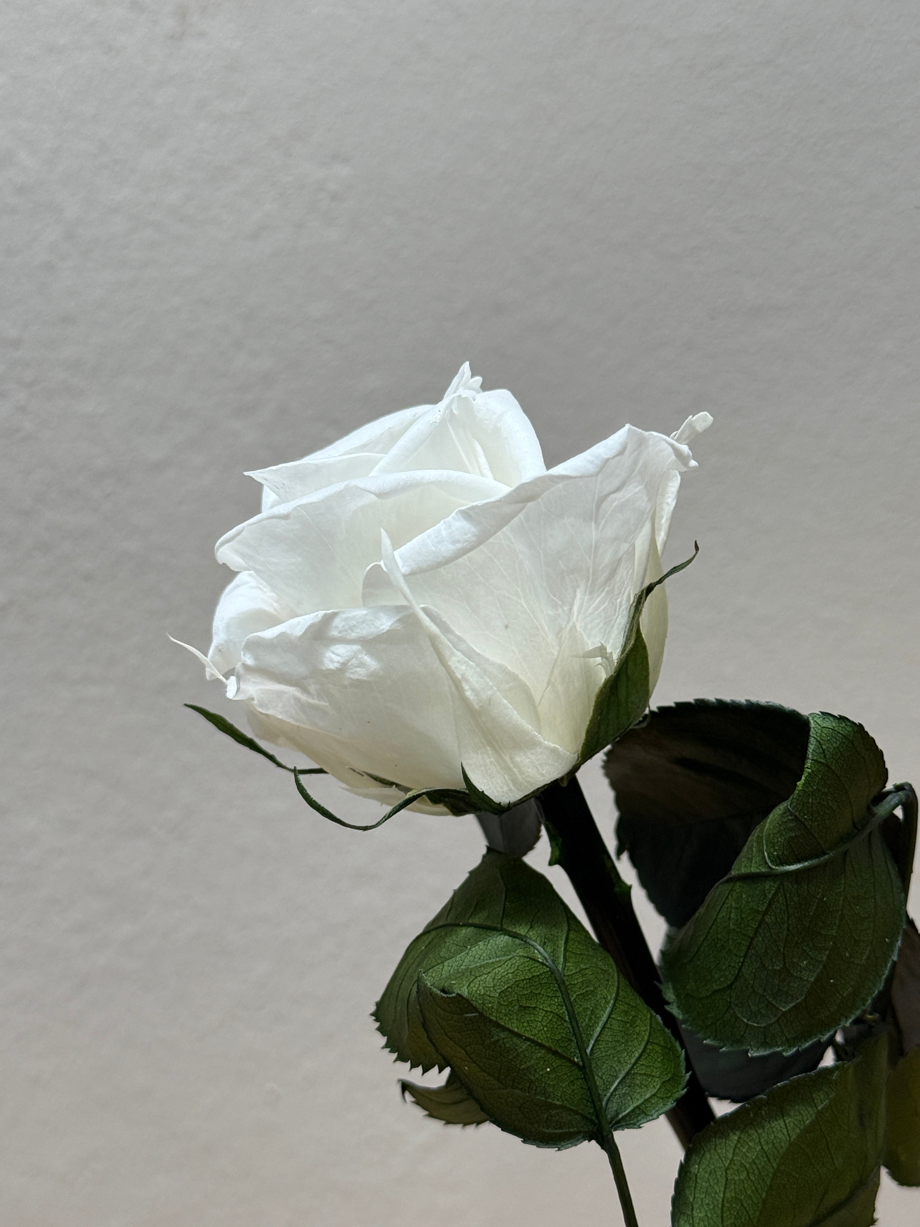 Konservierte/gefriergetrocknete, Rosen: Zeitlose Eleganz für die Ewigkeit