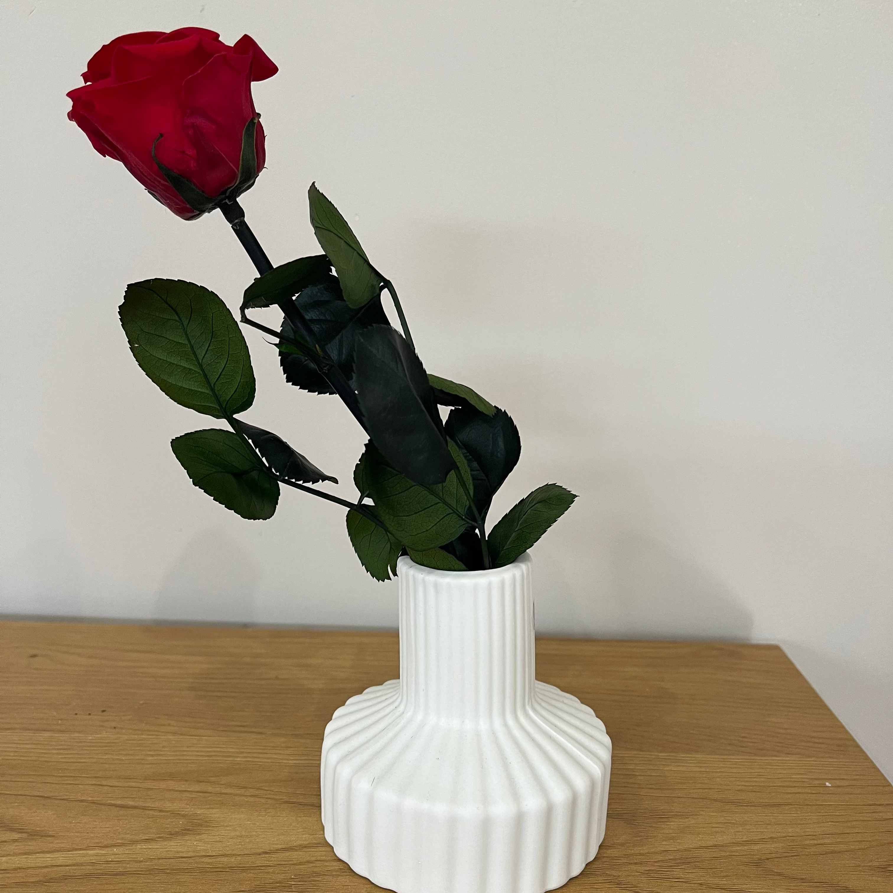 Konservierte/gefriergetrocknete, Rosen: Zeitlose Eleganz für die Ewigkeit