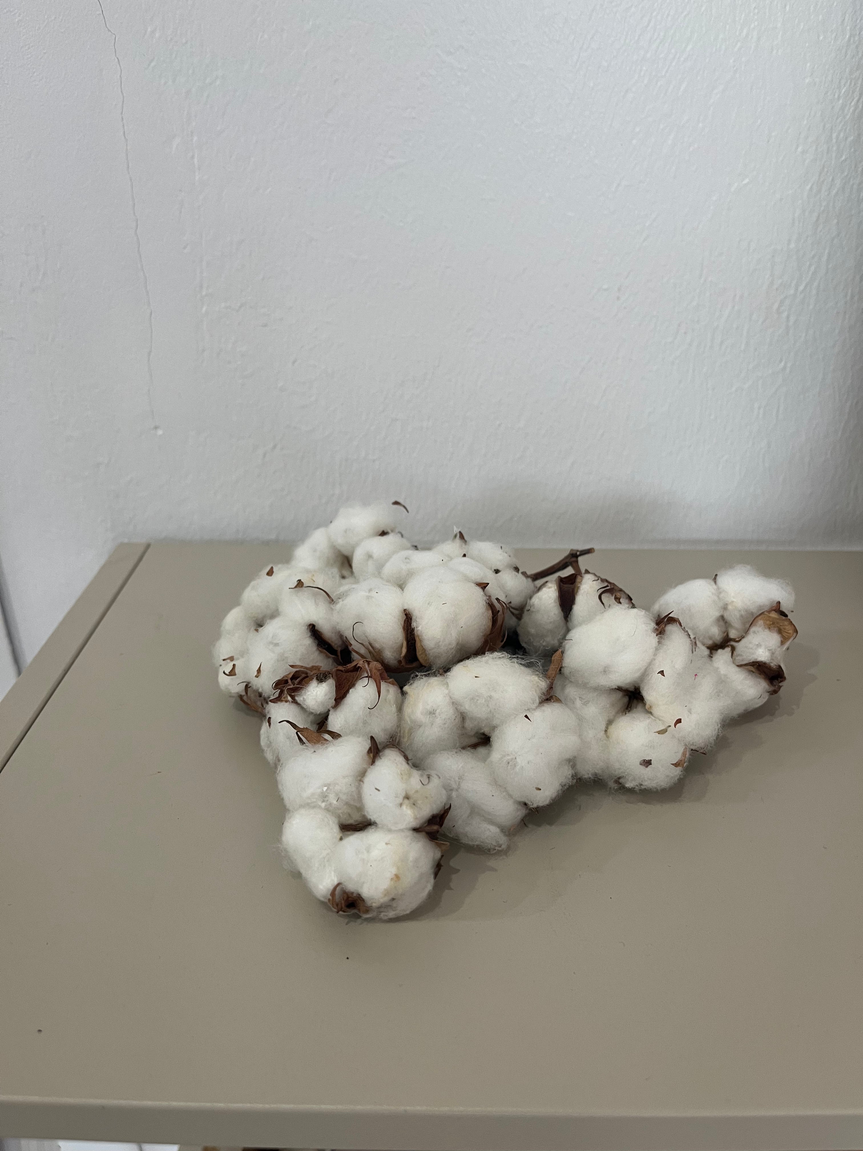 Getrocknete Baumwollköpfe 10 Stück - DIY