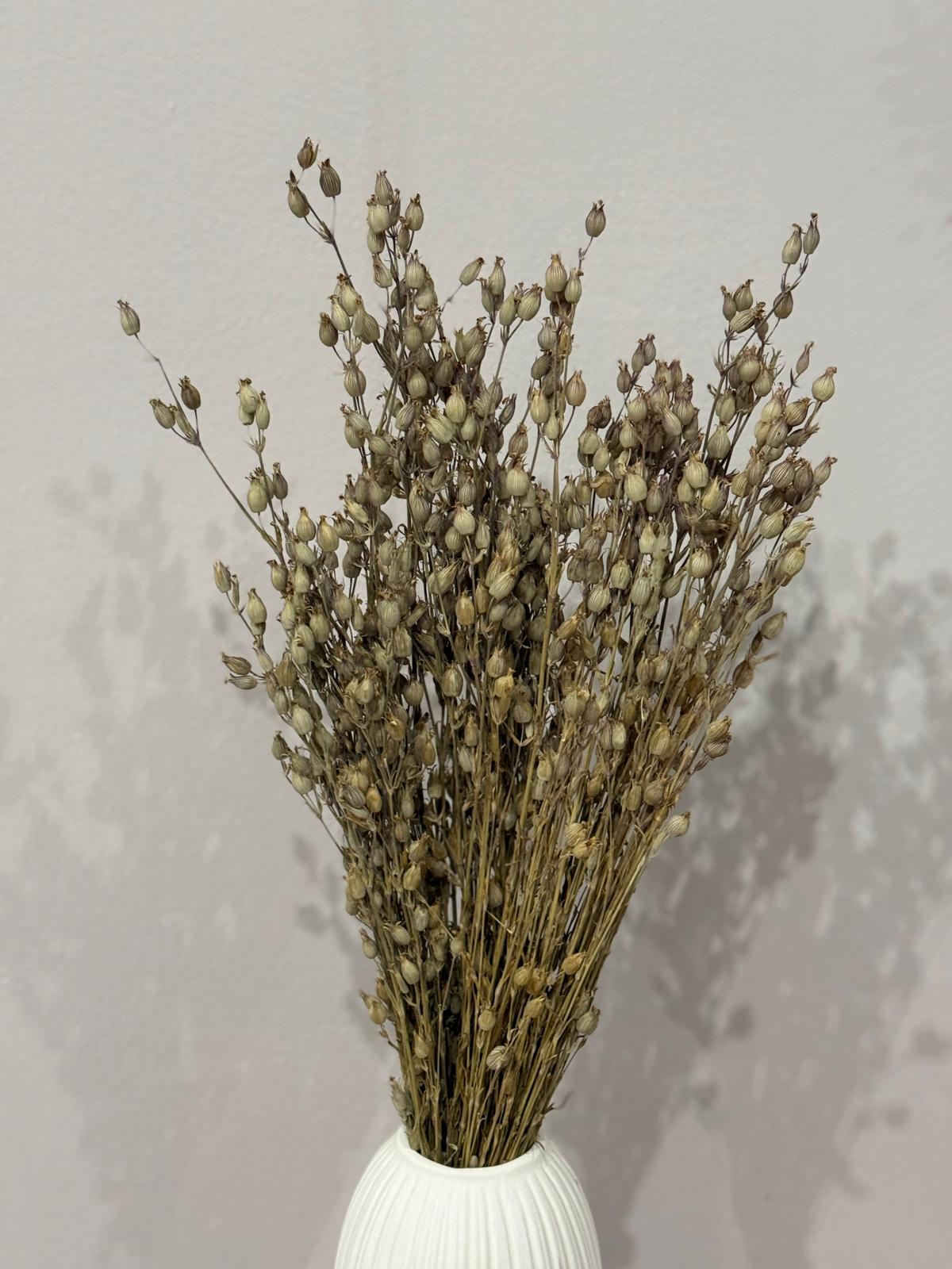 Aufgeblasenes Leimkraut - Silene | großer Bund