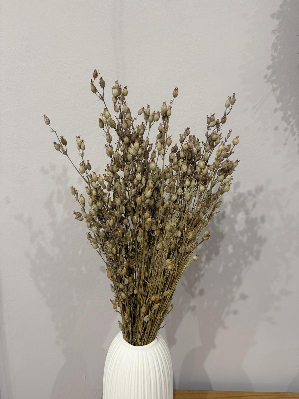 Aufgeblasenes Leimkraut - Silene | großer Bund