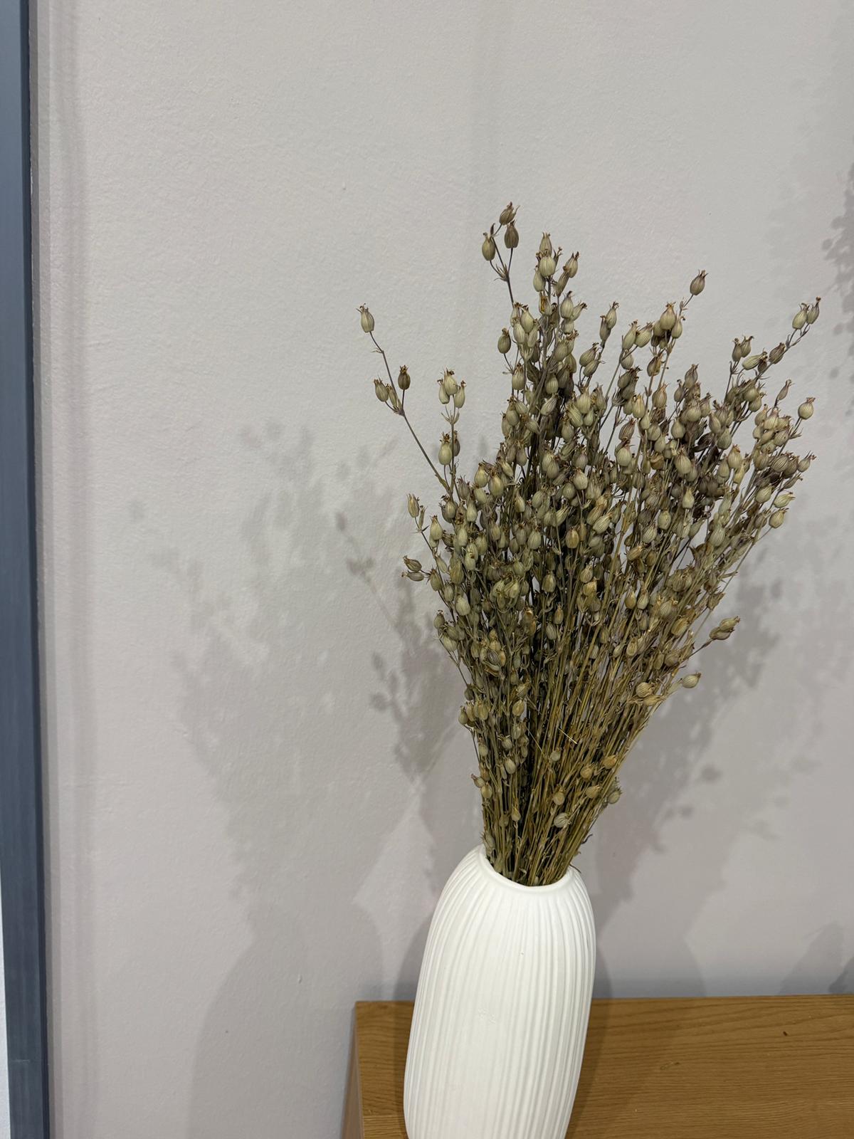 Aufgeblasenes Leimkraut - Silene | großer Bund