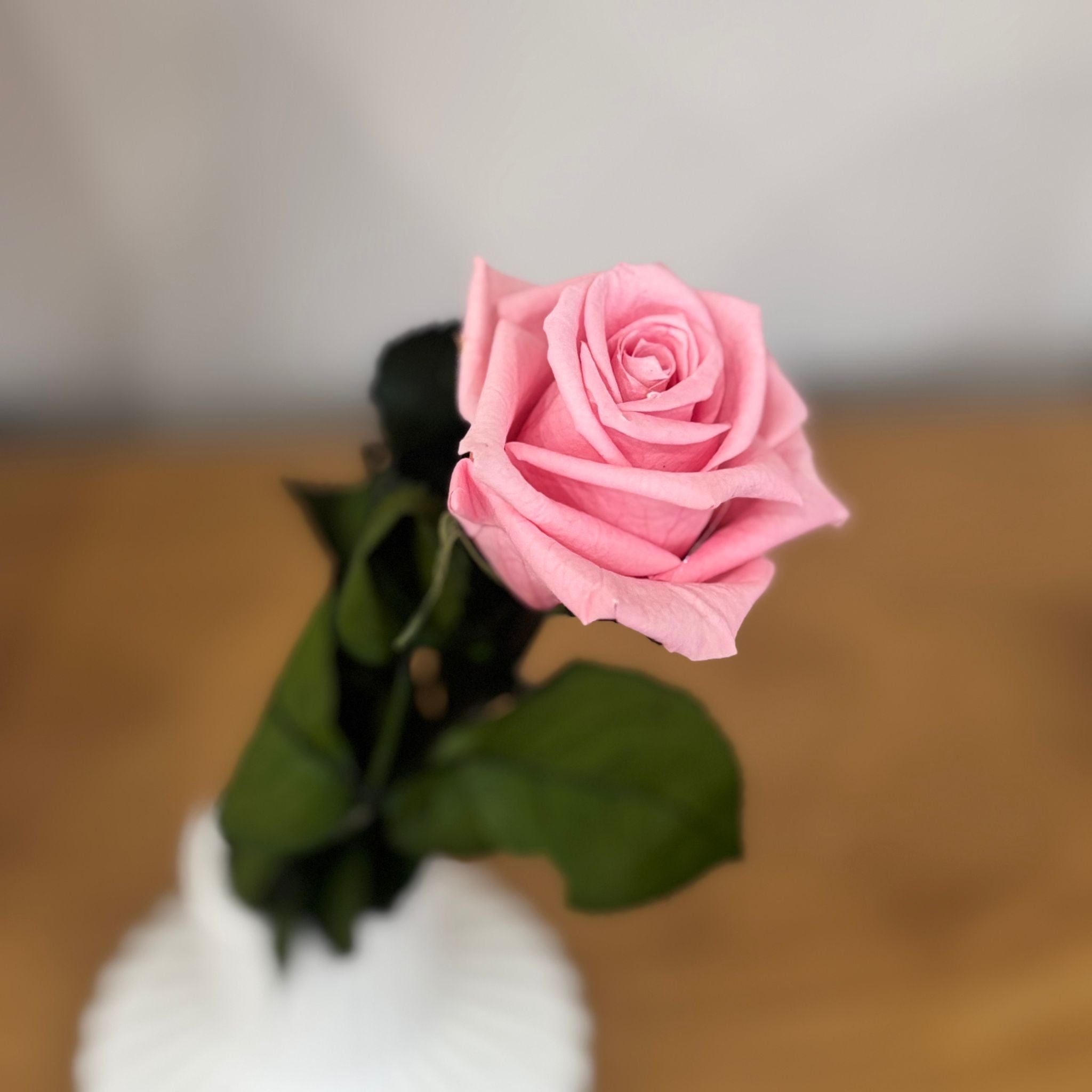 Konservierte/gefriergetrocknete, Rosen: Zeitlose Eleganz für die Ewigkeit