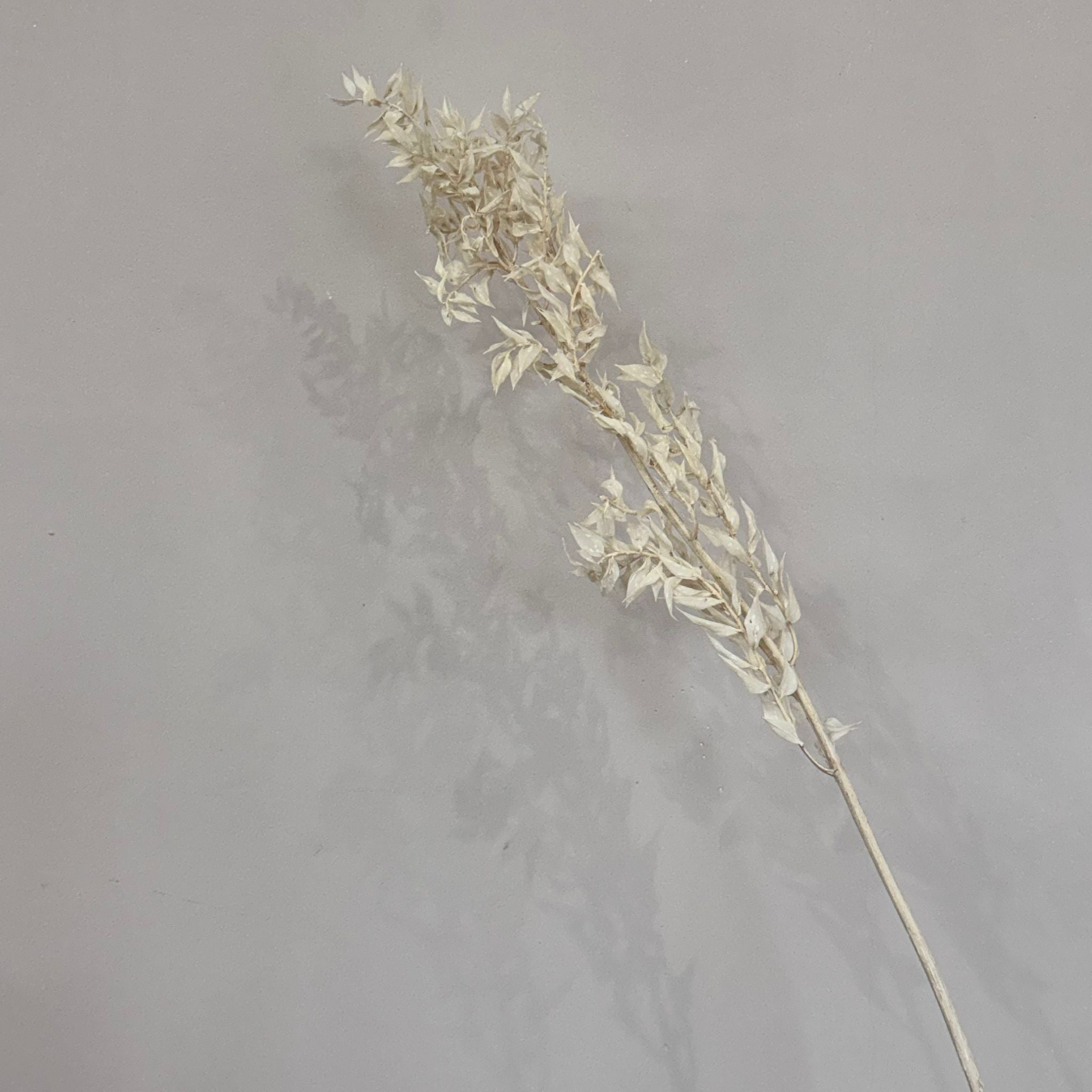 Ruskus / Mäusedorne konserviert - OUTLET