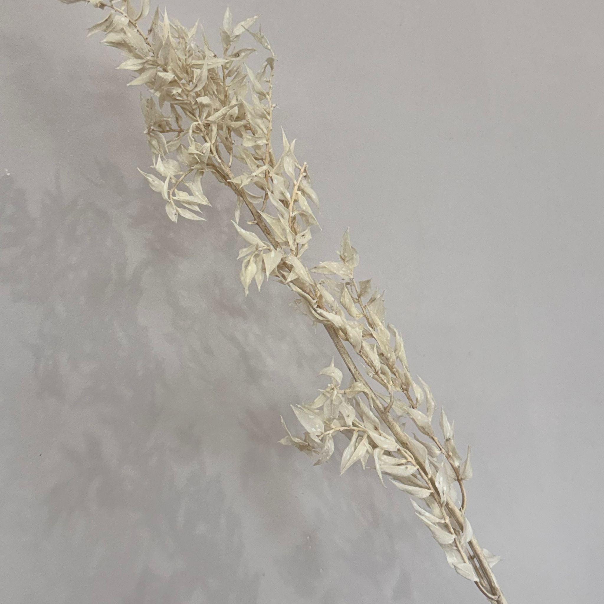 Ruskus / Mäusedorne konserviert - OUTLET