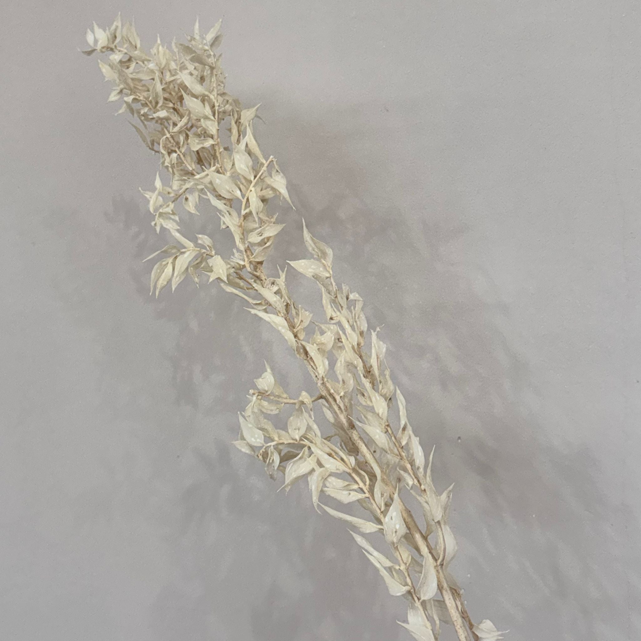 Ruskus / Mäusedorne konserviert - OUTLET