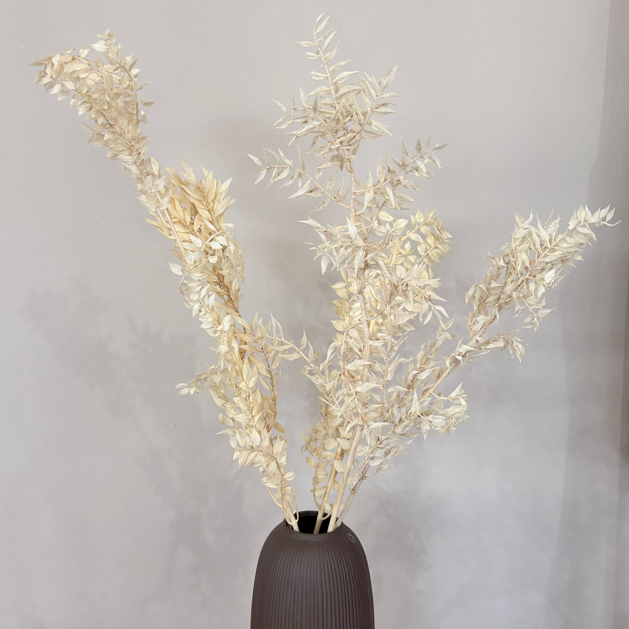 Ruskus / Mäusedorne konserviert - OUTLET