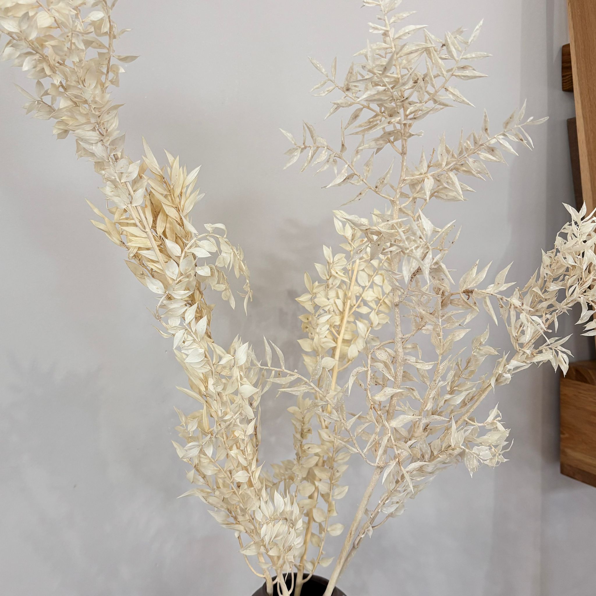 Ruskus / Mäusedorne konserviert - OUTLET