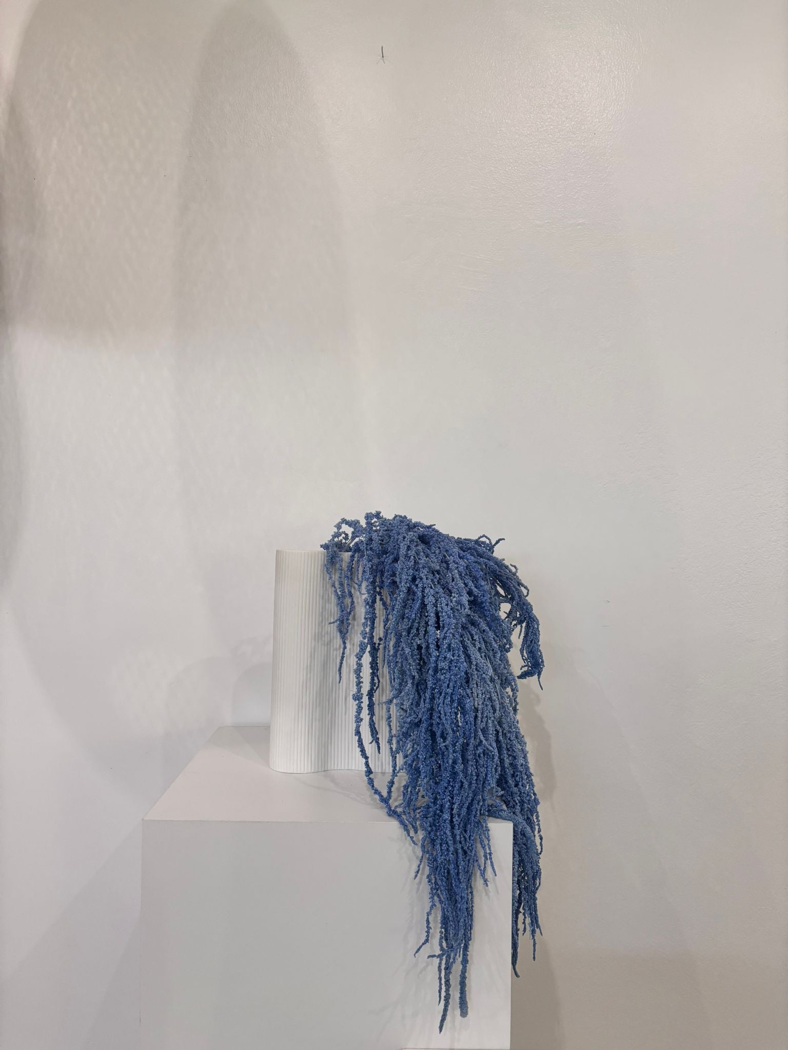 Amaranthus Stiele