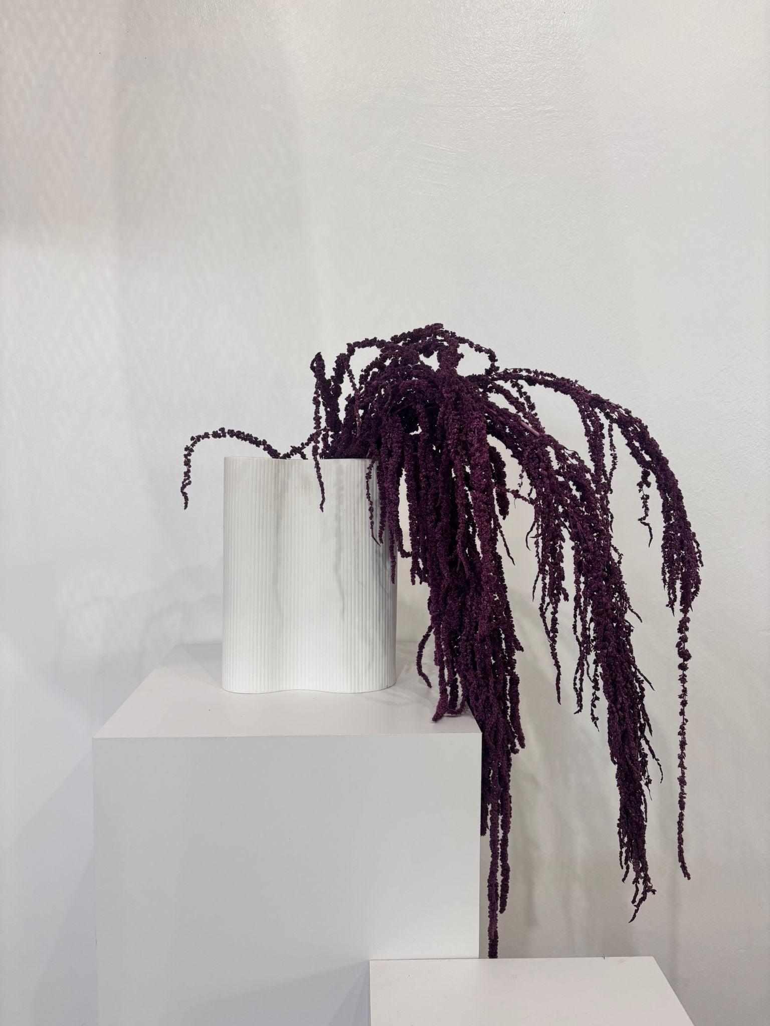 Amaranthus Stiele