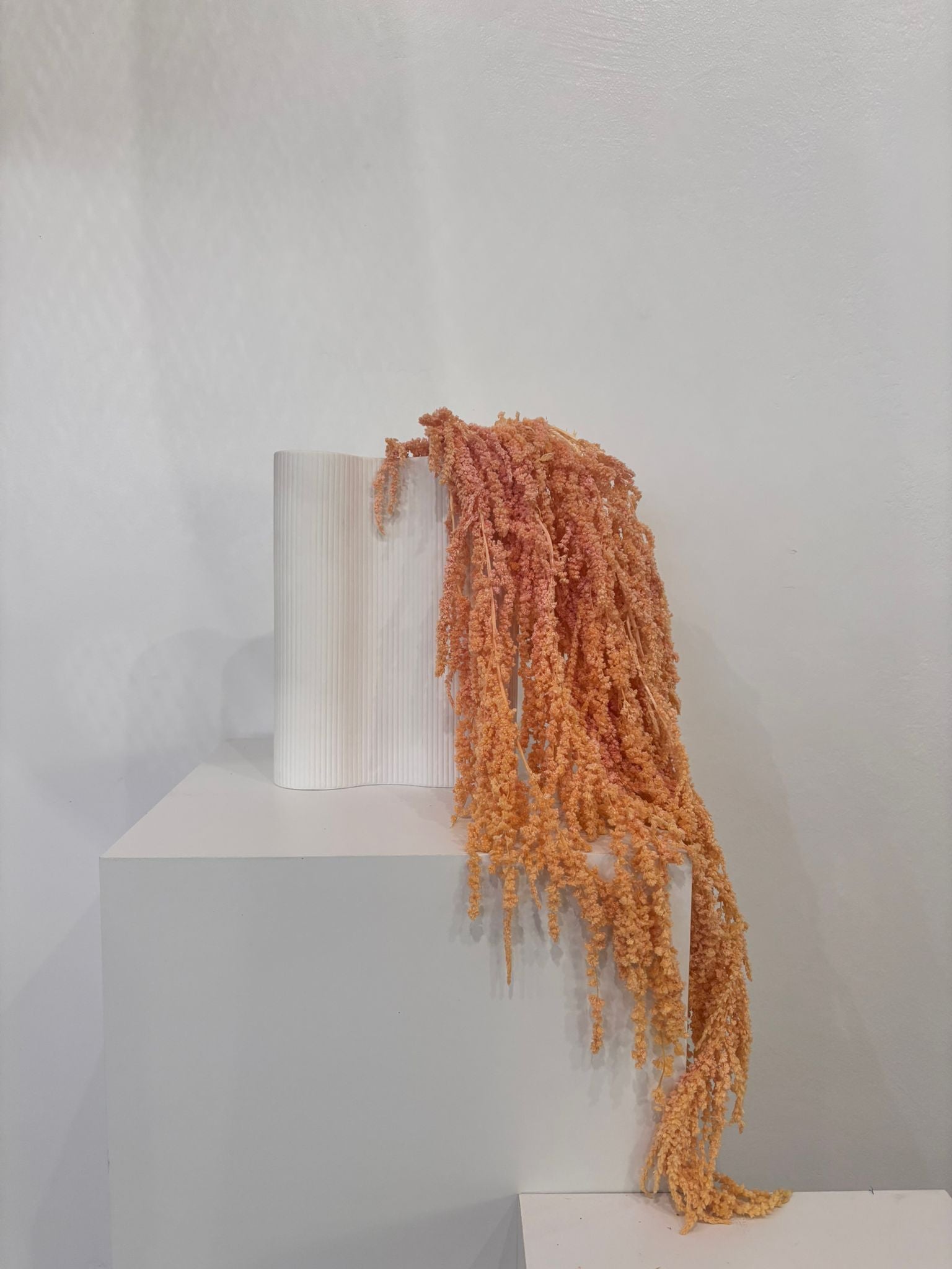 Amaranthus Stiele