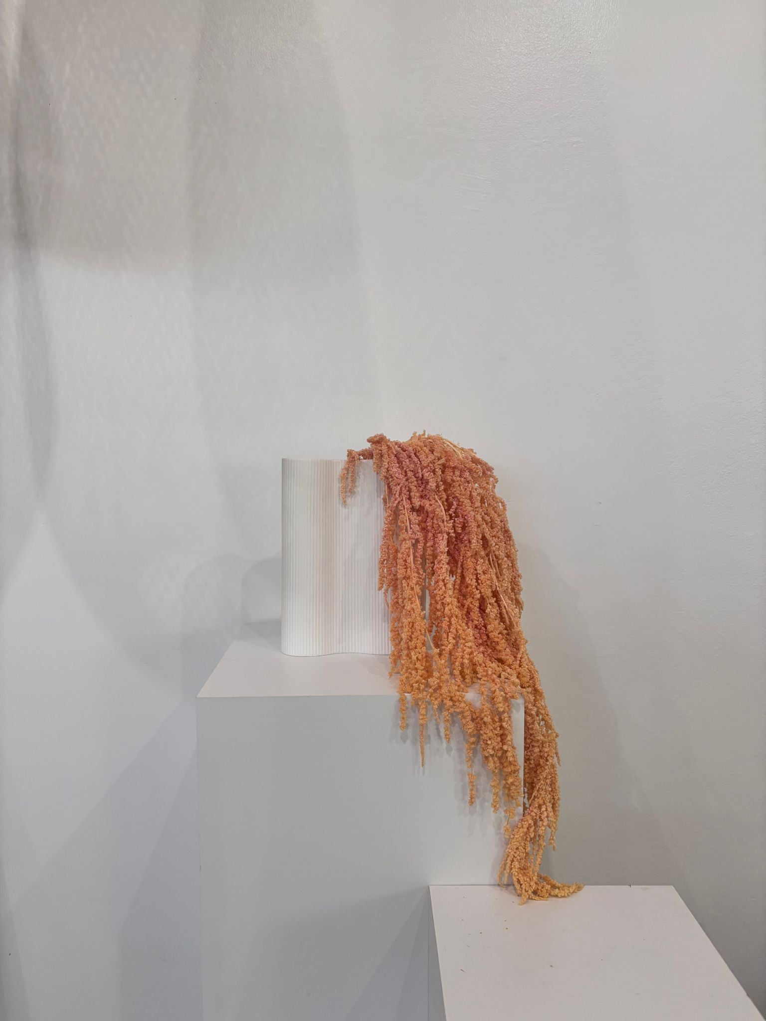 Amaranthus Stiele