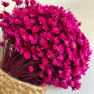 Glixia in Vielfalt: Farbenprächtige Trockenblumen für ein kreative Dekoration