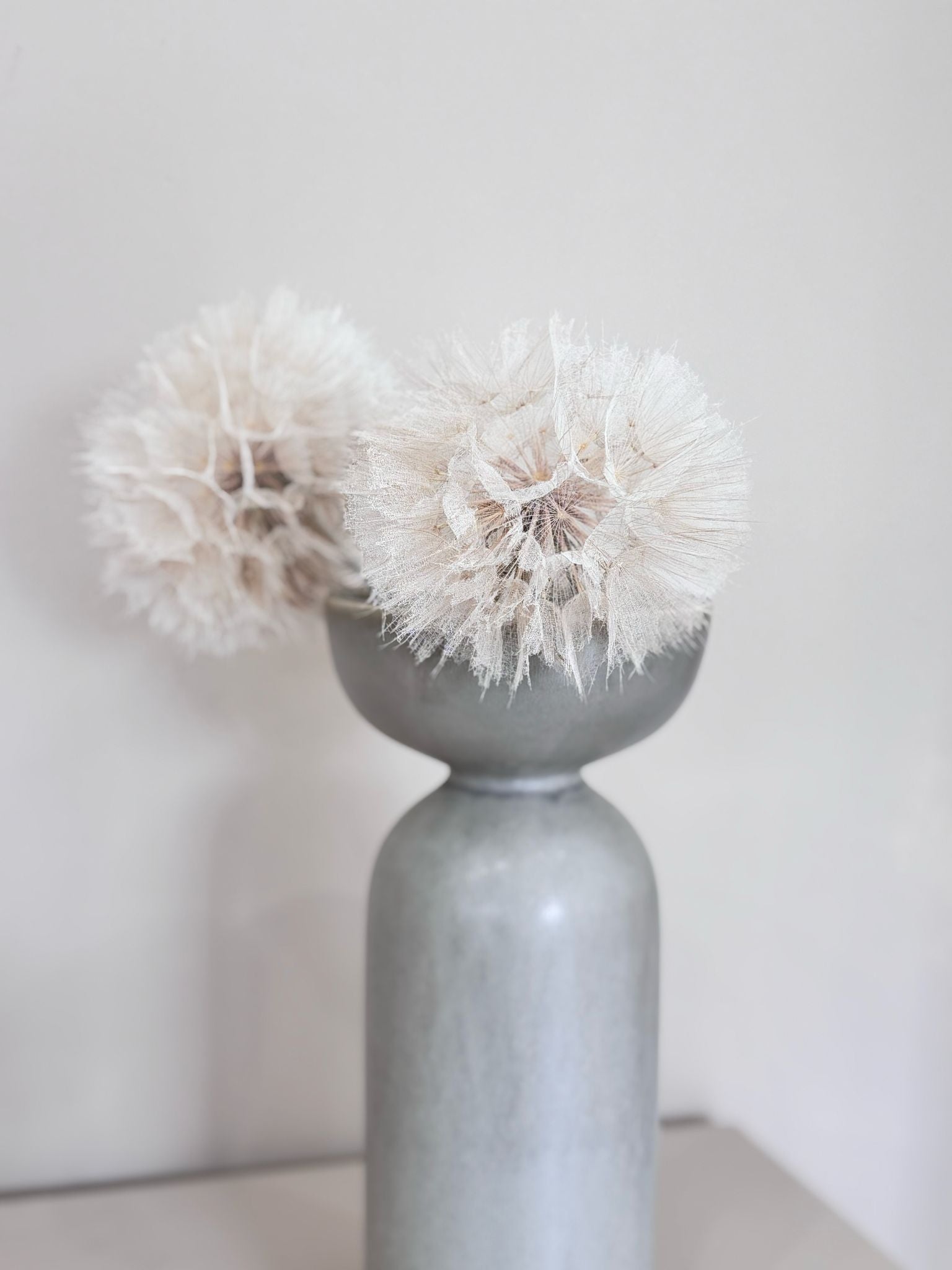 Pusteblume getrocknet und konserviert | XXL | weiß | 30-40 cm - Farbe: weiß