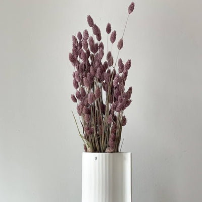 Trockenblume Phalaris I Kanariengras | 10 Farben | ca. 60 cm - Größe: 10 Stiele