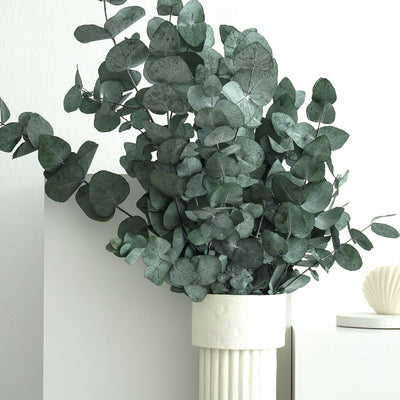 Eukalyptus Cinerea | 60-75 cm | Grün oder rot | konserviert - Größe: Groß - Farbe: gruen