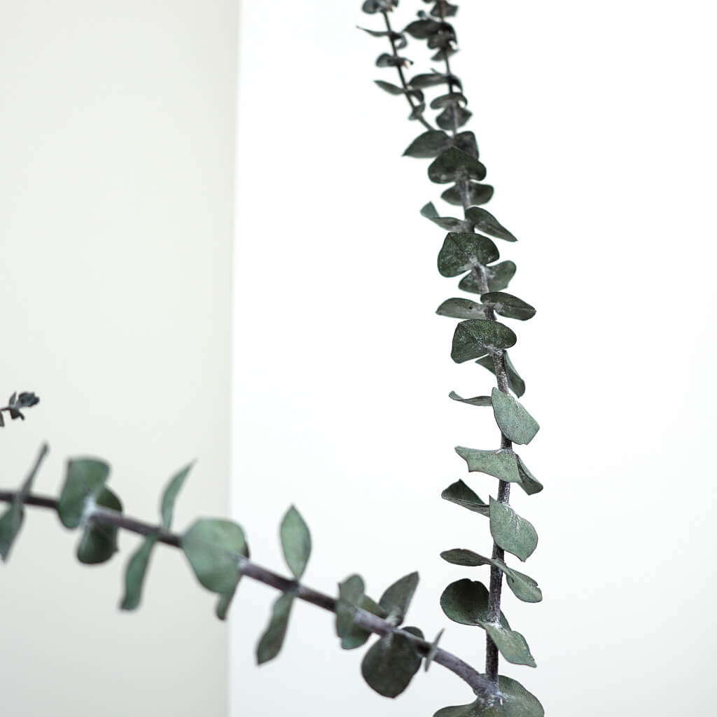 Eukalyptus Baby konserviert I 70 cm I - Größe: 1 Stiel, Klein, Groß - Farbe: gruen
