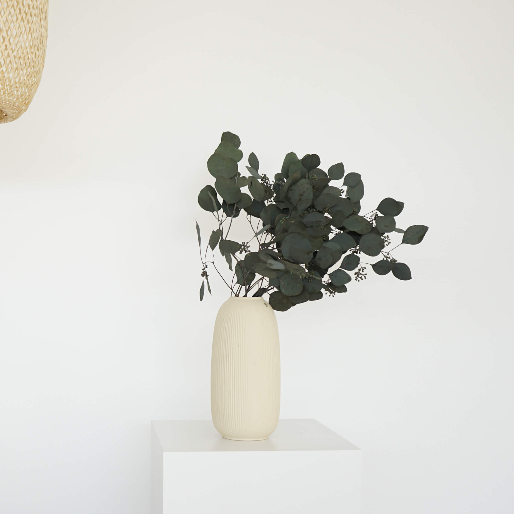 Eukalyptus Popolus mit Beeren | 60-75 cm | grün | elegant & modern -