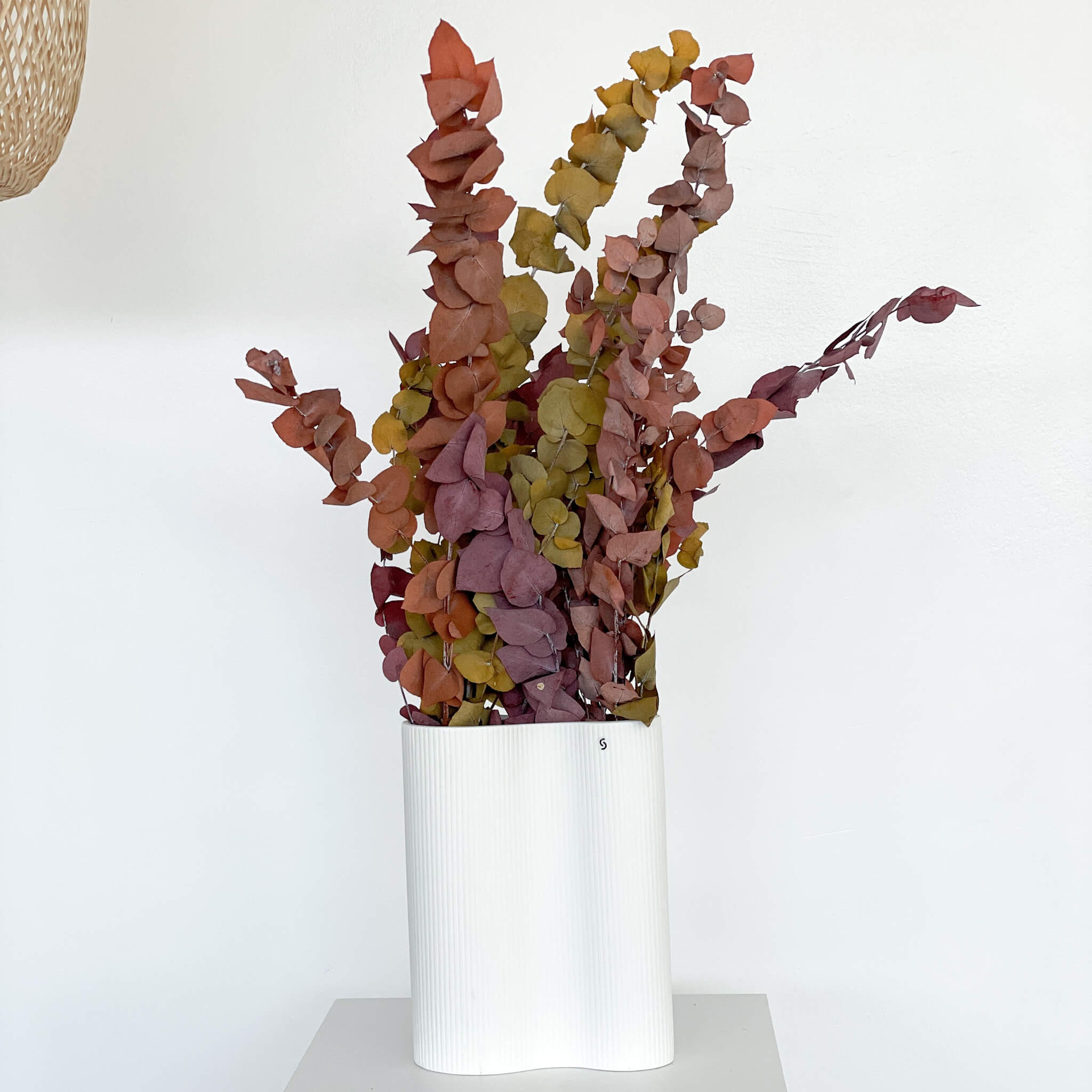 Eukalyptus Stuartiana | 60-75 cm | kleine Blätter | - Farbe: braun