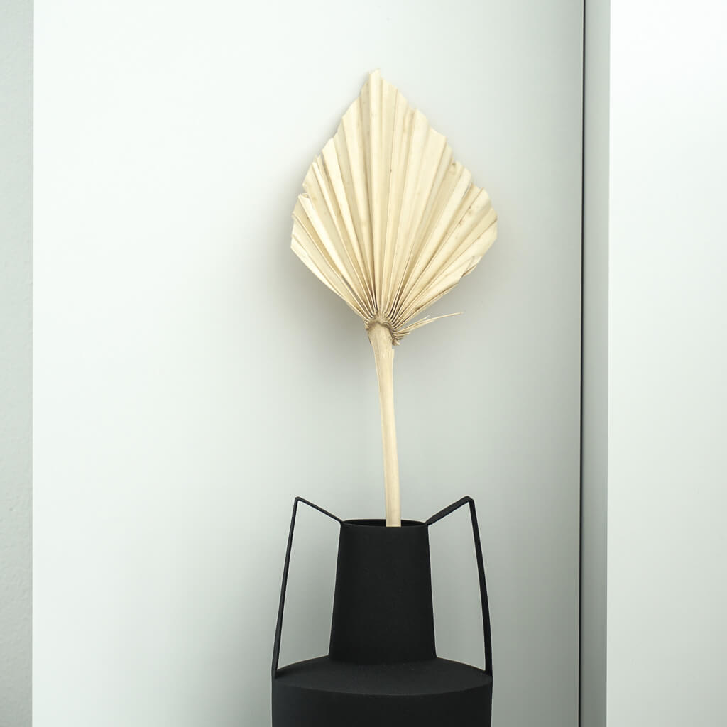 Getrocknete Palmspeere | 40cm | Trendprodukt - Farbe: natur, weiß 1x