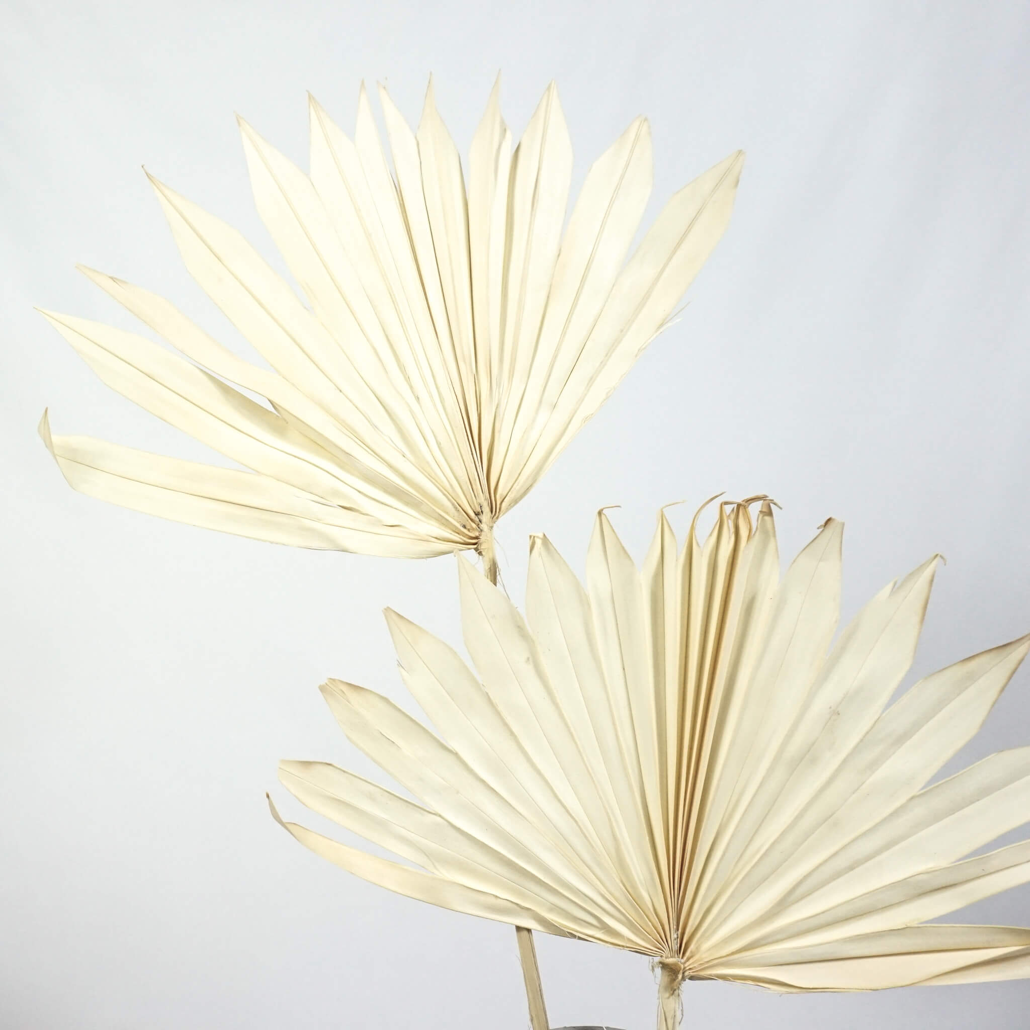 1 Bund getrocknete Palmspeere natur online bestellen. - Farbe: weiß