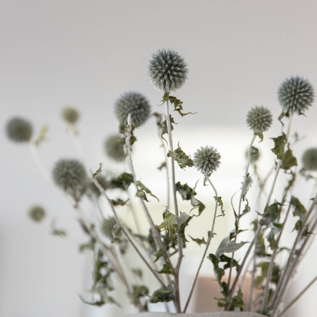 Kugeldistel - Lykke&You GmbH