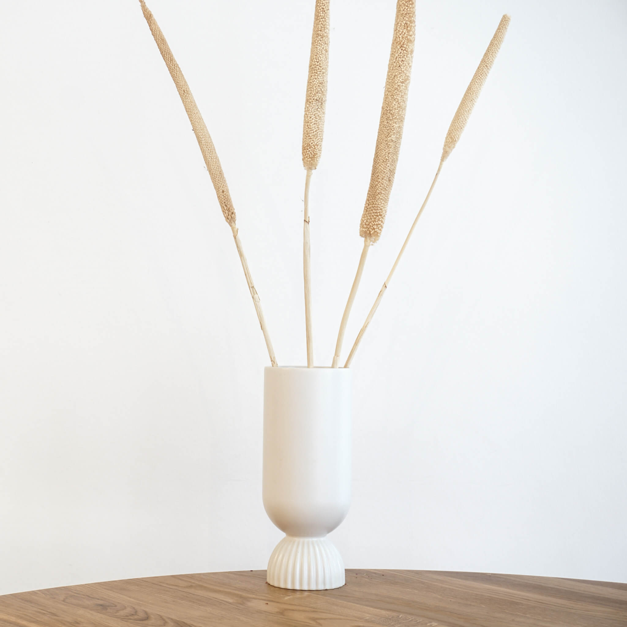 Getrocknete Schilfkolben | 60-70 cm | Trockenblumen - Farbe: weiß