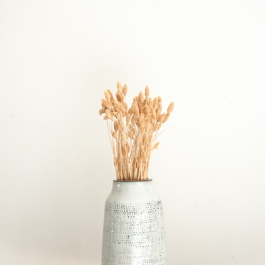 Trockenblume Phalaris I Kanariengras | natur | ca. 60 cm - Größe: 10 Stiele, 30 Stiele, 1 Bund (ca. 75 Stiele)