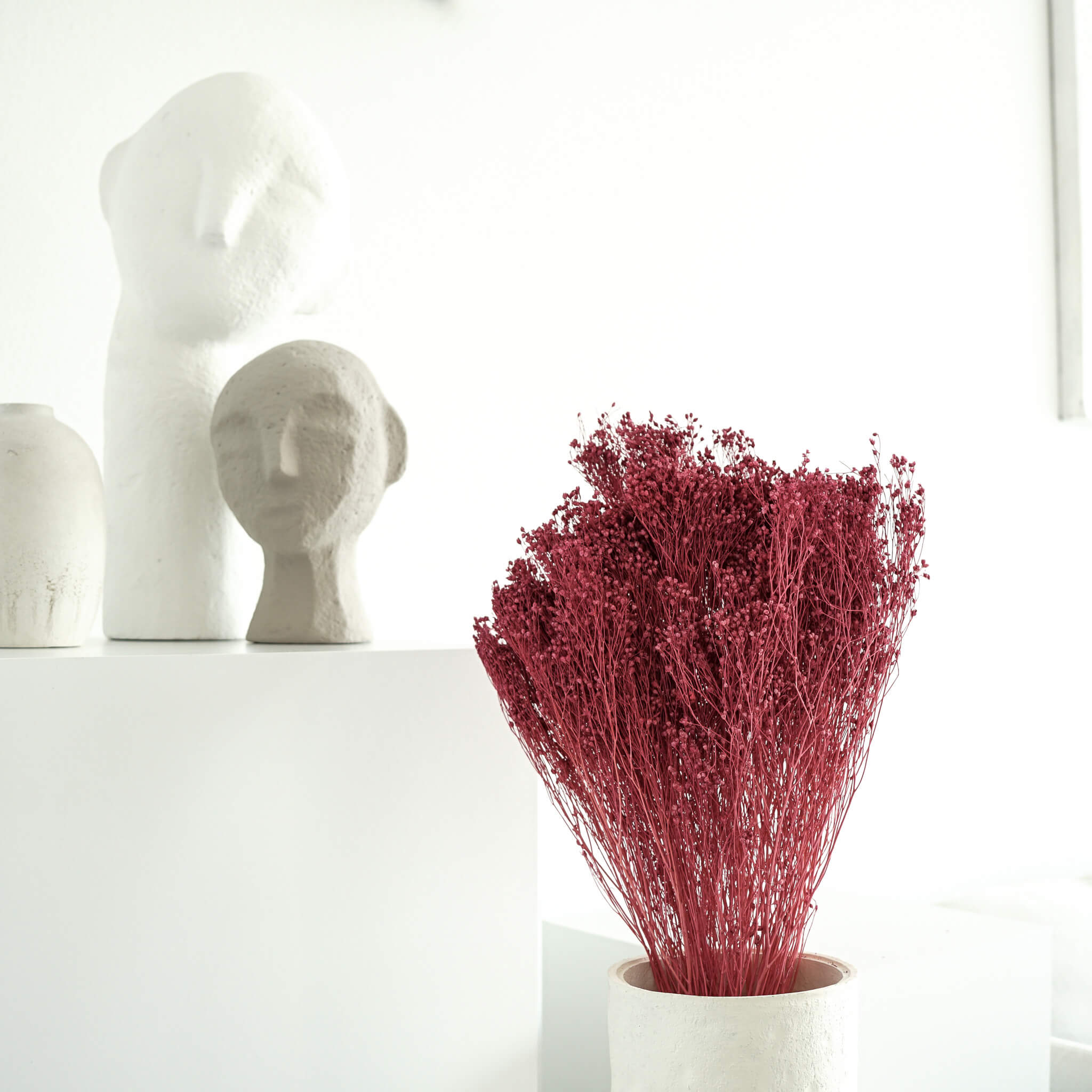 Broom Bloom | 40-50 cm | Farbe: pink