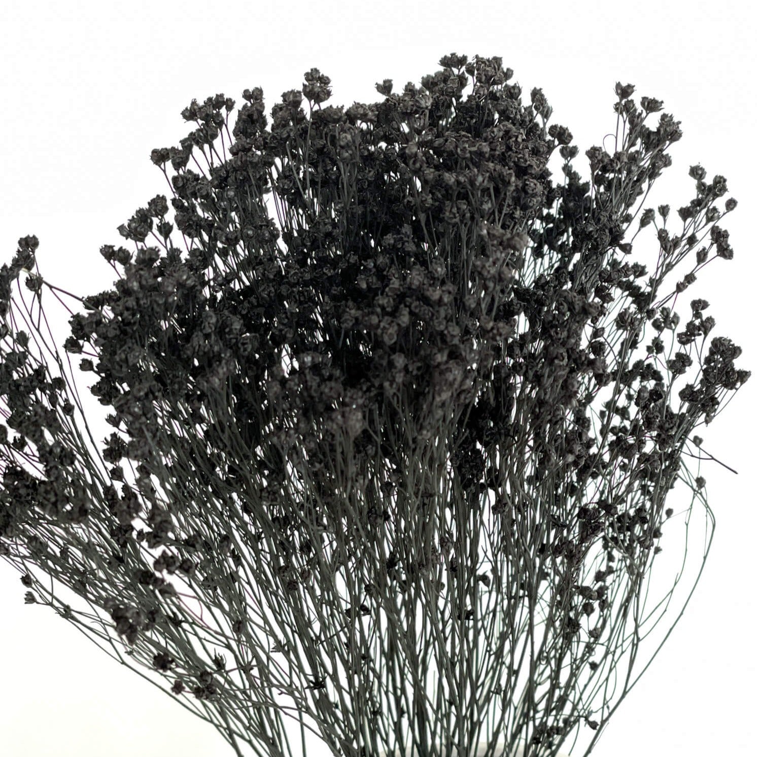Broom Bloom | 40-50 cm | - Farbe: schwarz