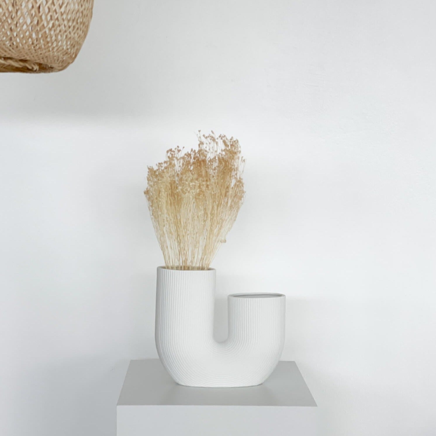 Broom Bloom | 40-50 cm | - Farbe: weiß