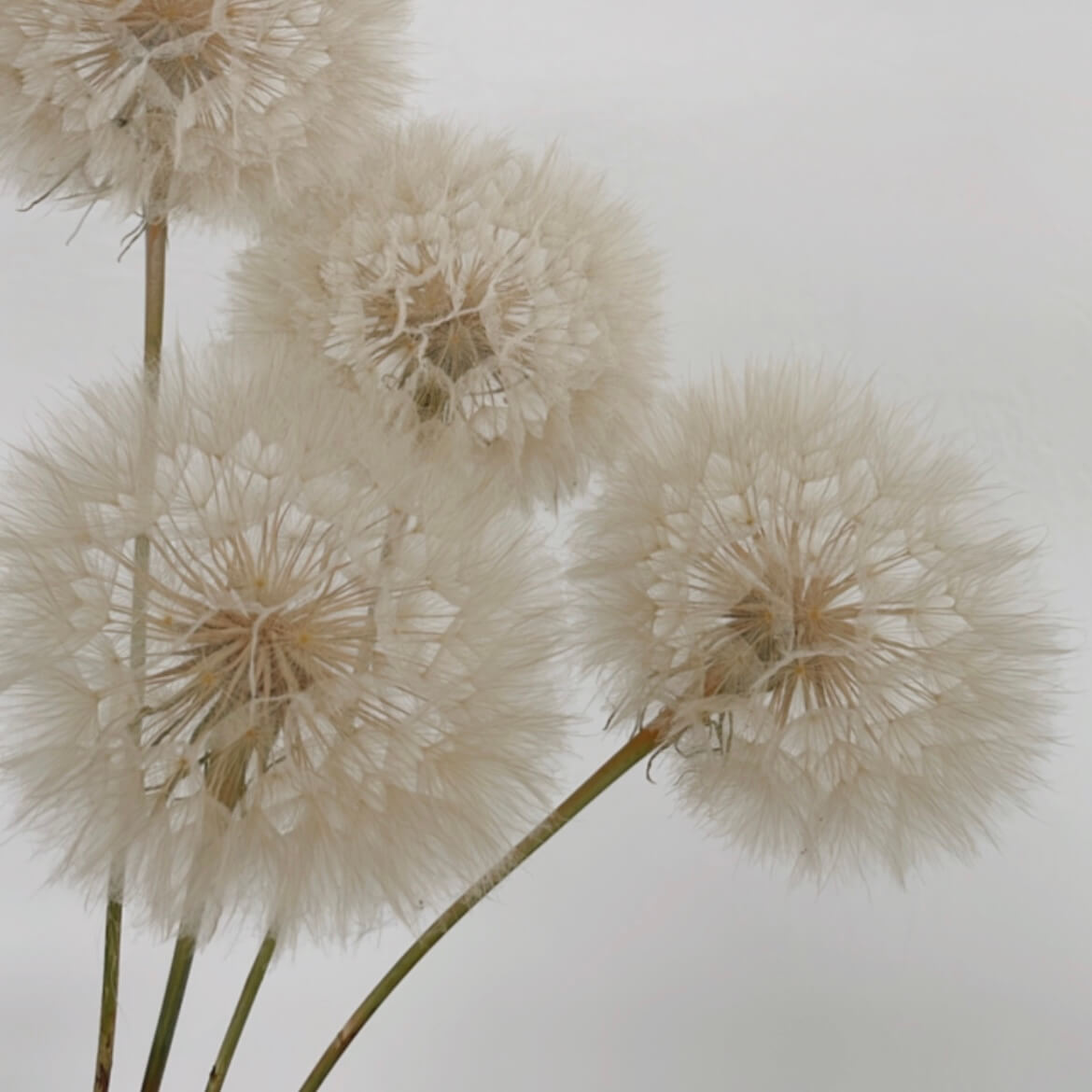 Pusteblume