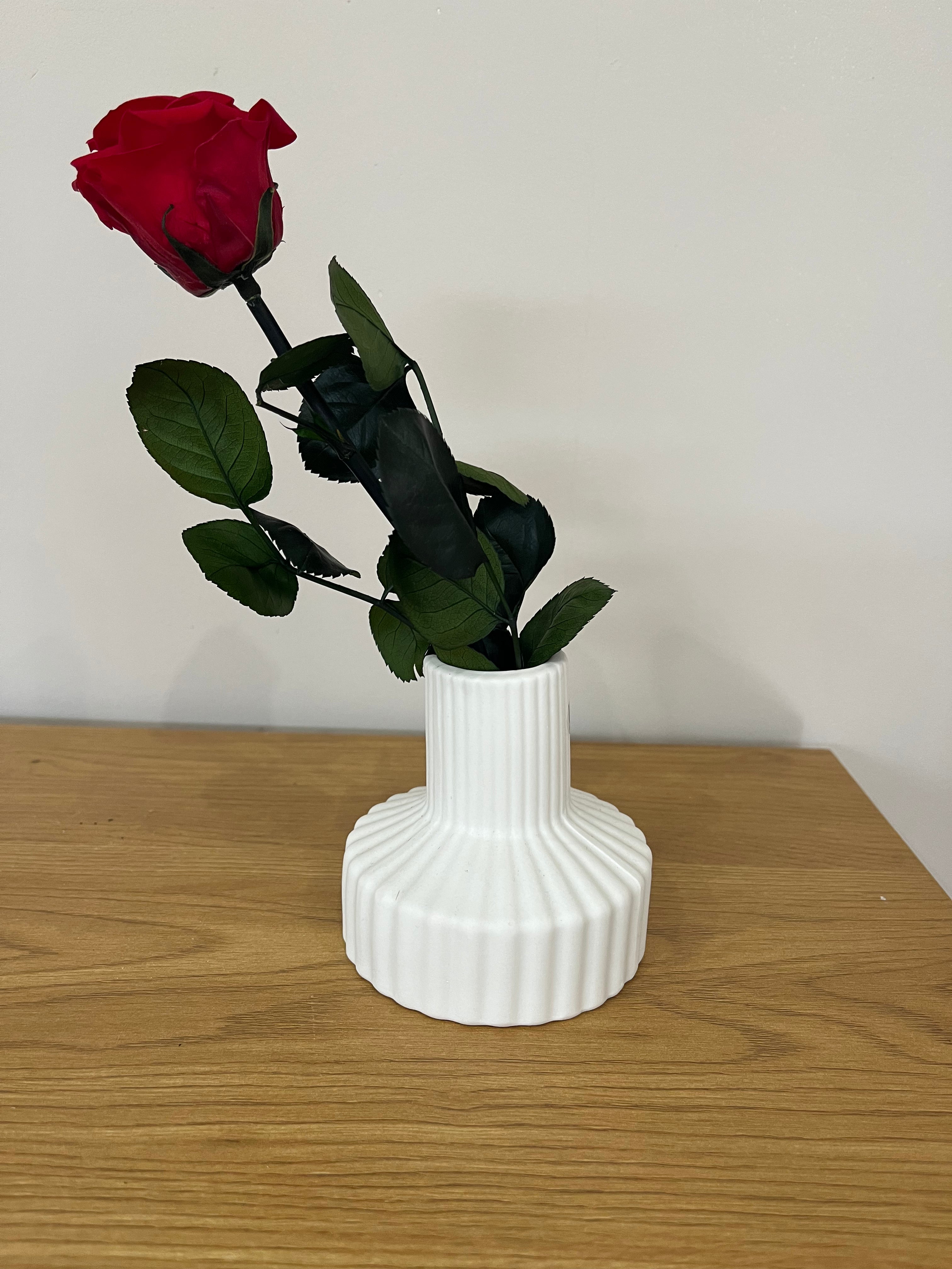 Konservierte/gefriergetrocknete, Rosen: Zeitlose Eleganz für die Ewigkeit