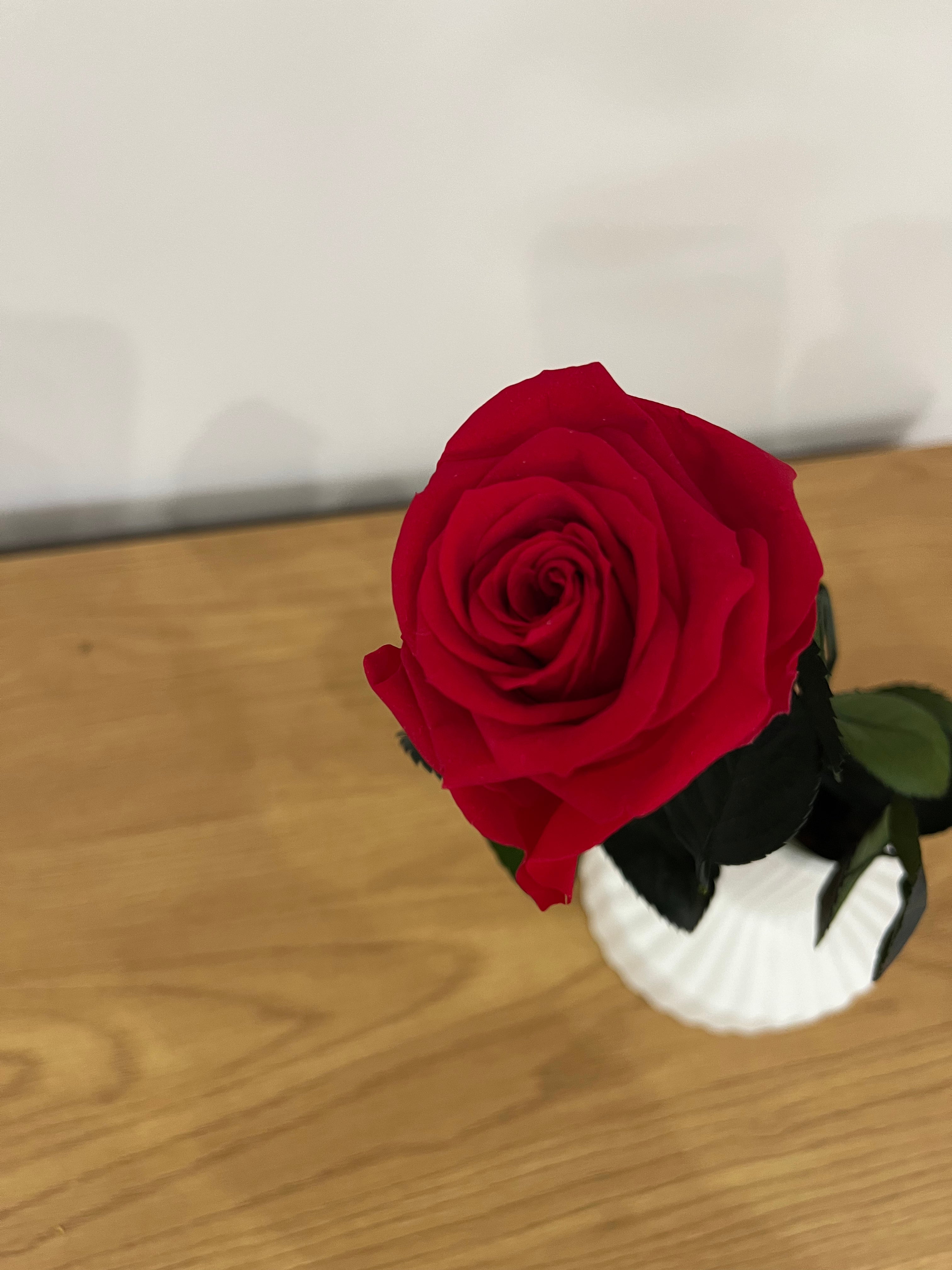 Konservierte/gefriergetrocknete, Rosen: Zeitlose Eleganz für die Ewigkeit