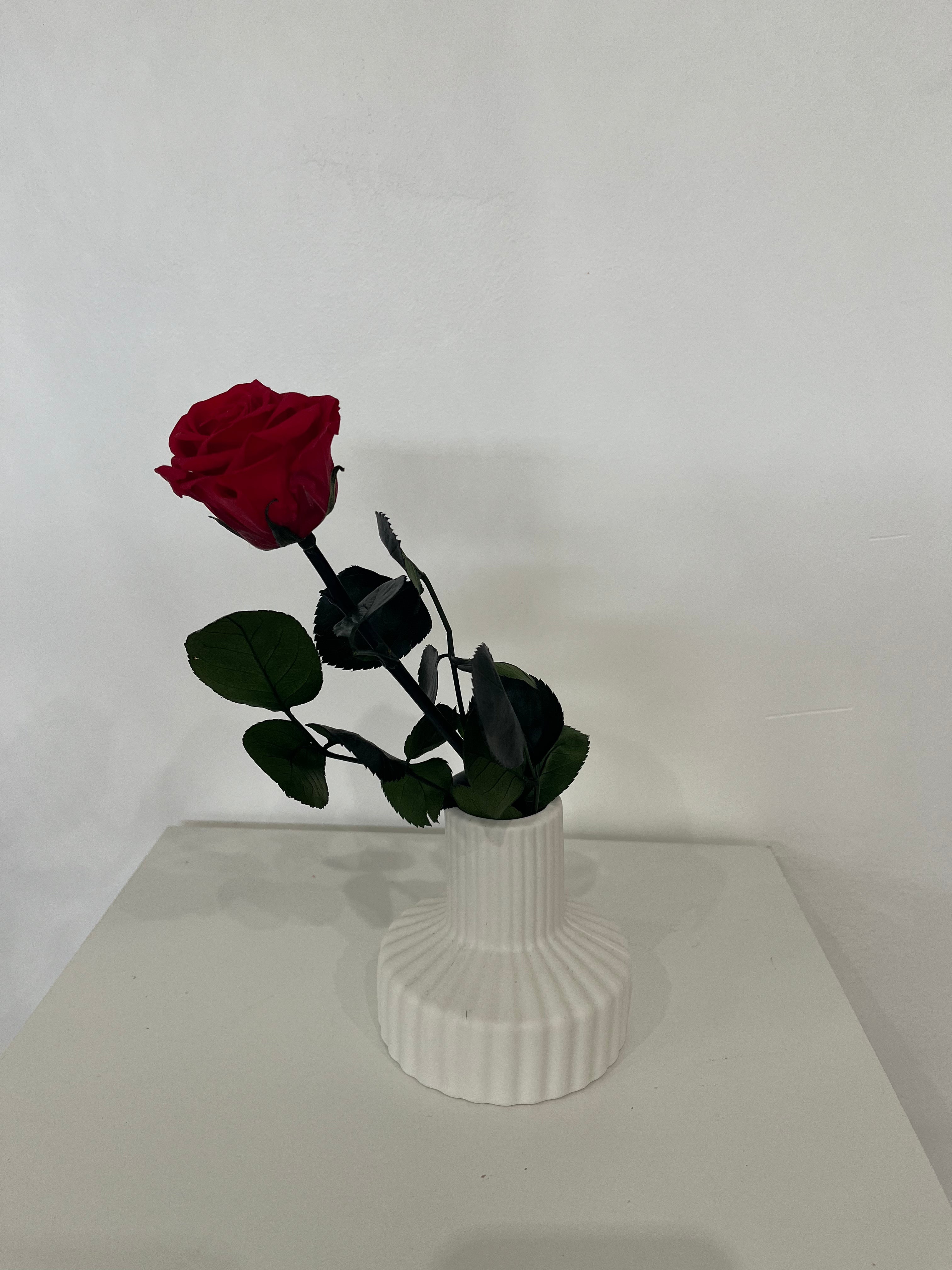 Konservierte/gefriergetrocknete, Rosen: Zeitlose Eleganz für die Ewigkeit