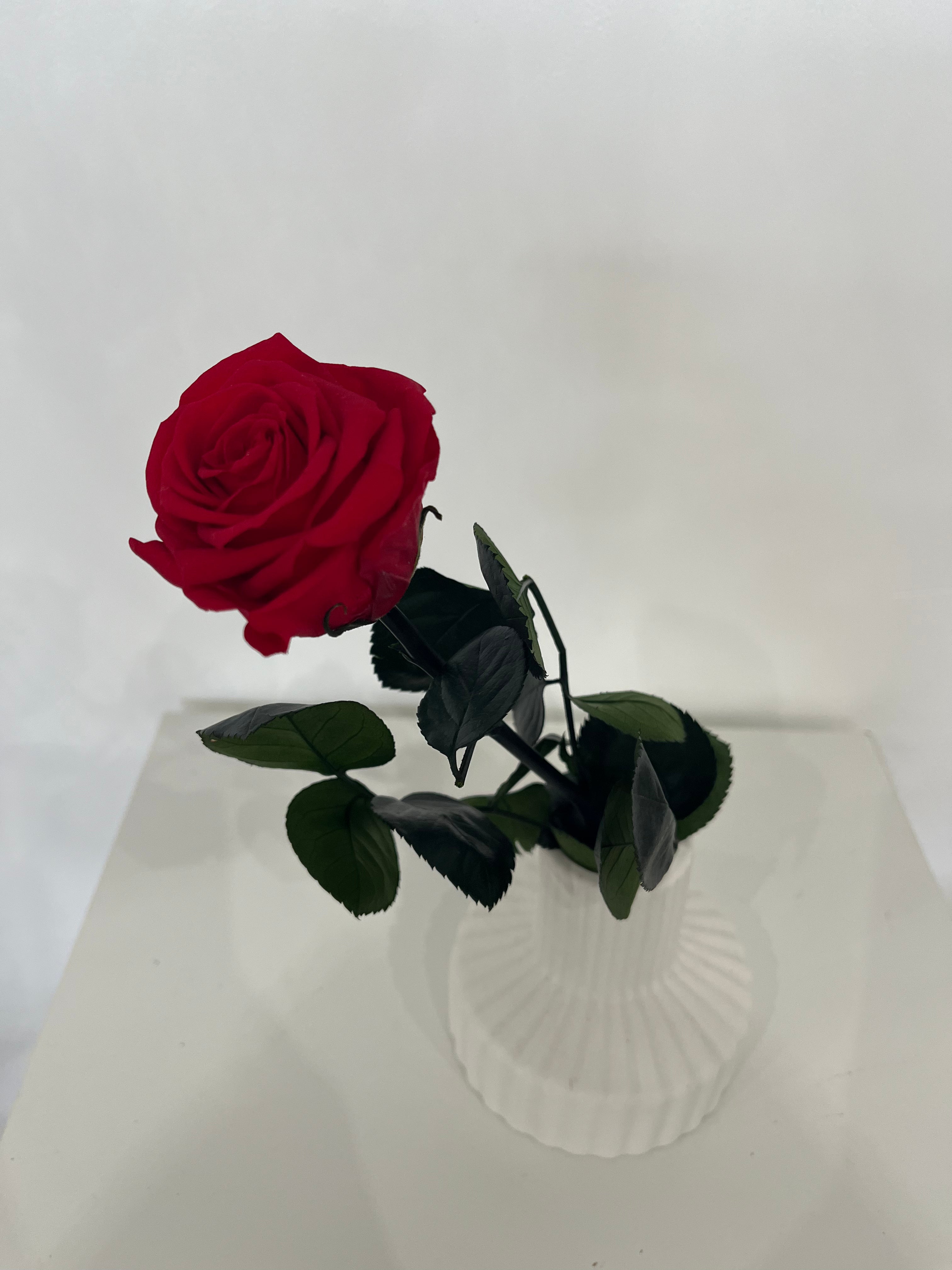 Konservierte/gefriergetrocknete, Rosen: Zeitlose Eleganz für die Ewigkeit