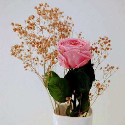Konservierte/gefriergetrocknete, englische Rosen: Zeitlose Eleganz für die Ewigkeit