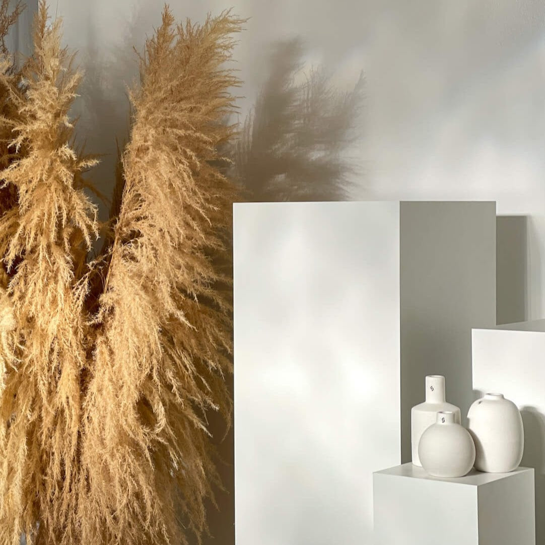 Pampas Grass XL: Timeless elegance for your home