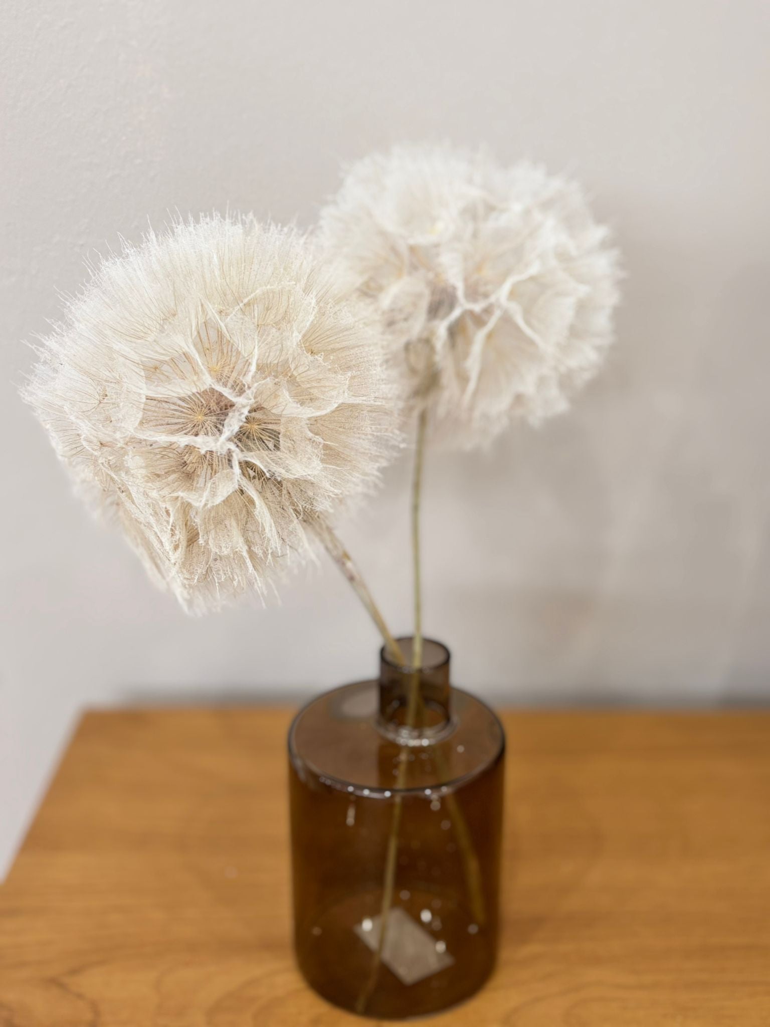 Pusteblume getrocknet einzeln - Outlet - Lykke&You GmbH