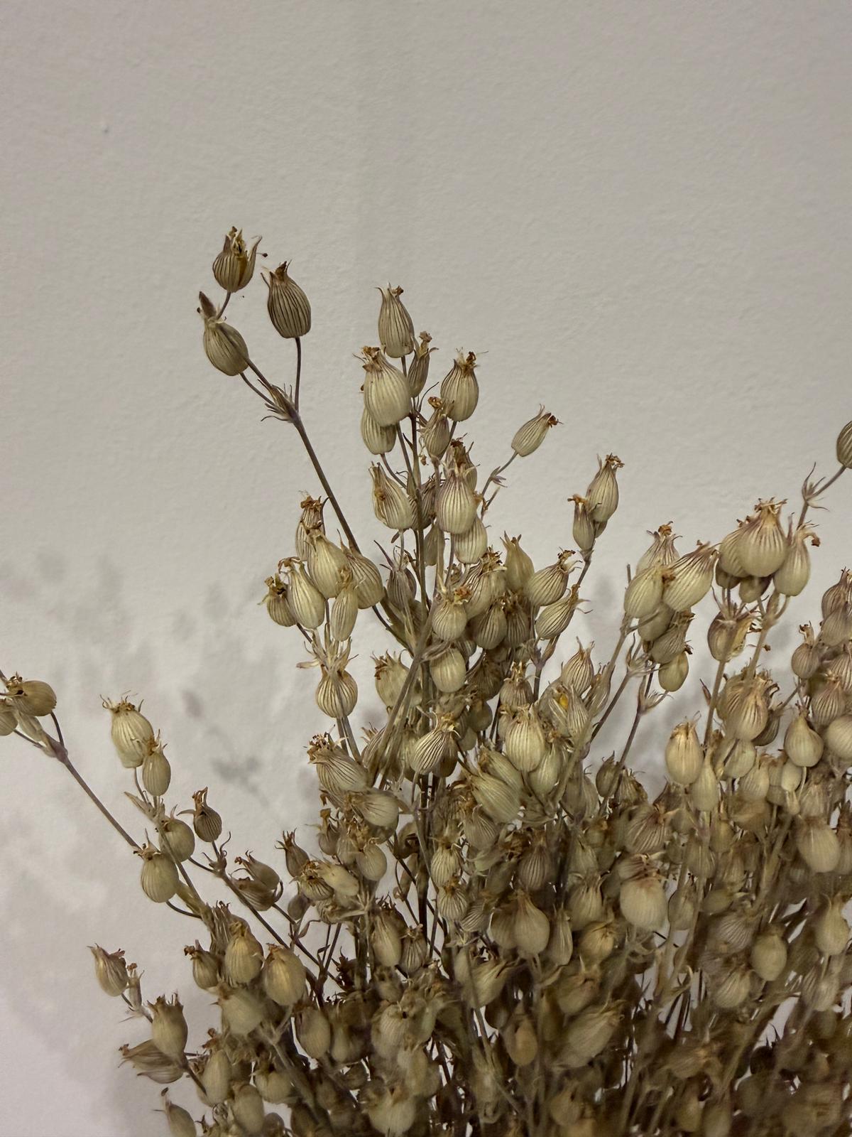 Aufgeblasenes Leimkraut - Silene | großer Bund