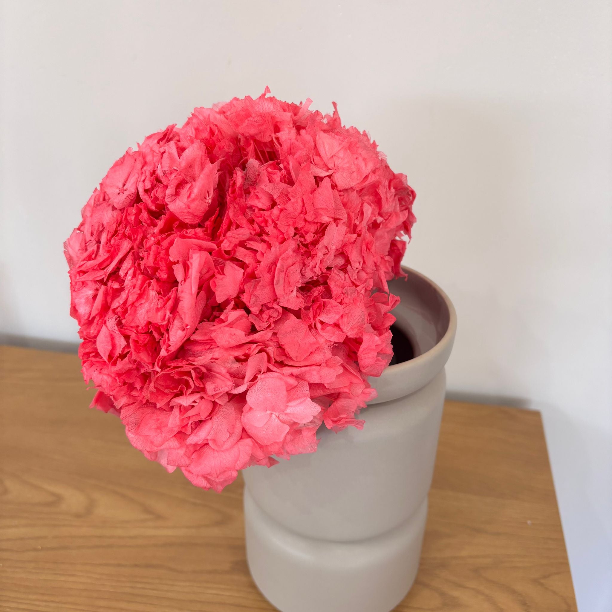 Hortensie: Zeitlose Schönheit pink - Outlet