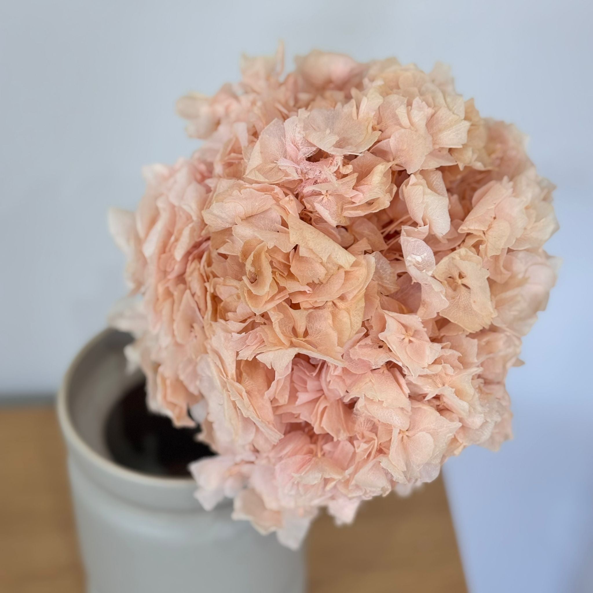 Hortensie: Zeitlose Schönheit rosa - Outlet