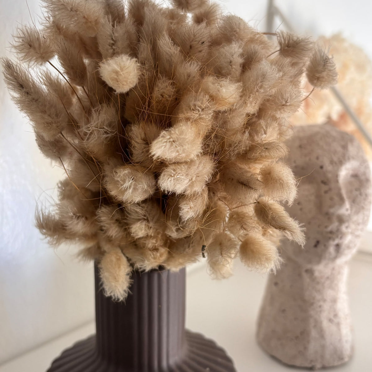 Lagurus Mini Bund beige - OUTLET