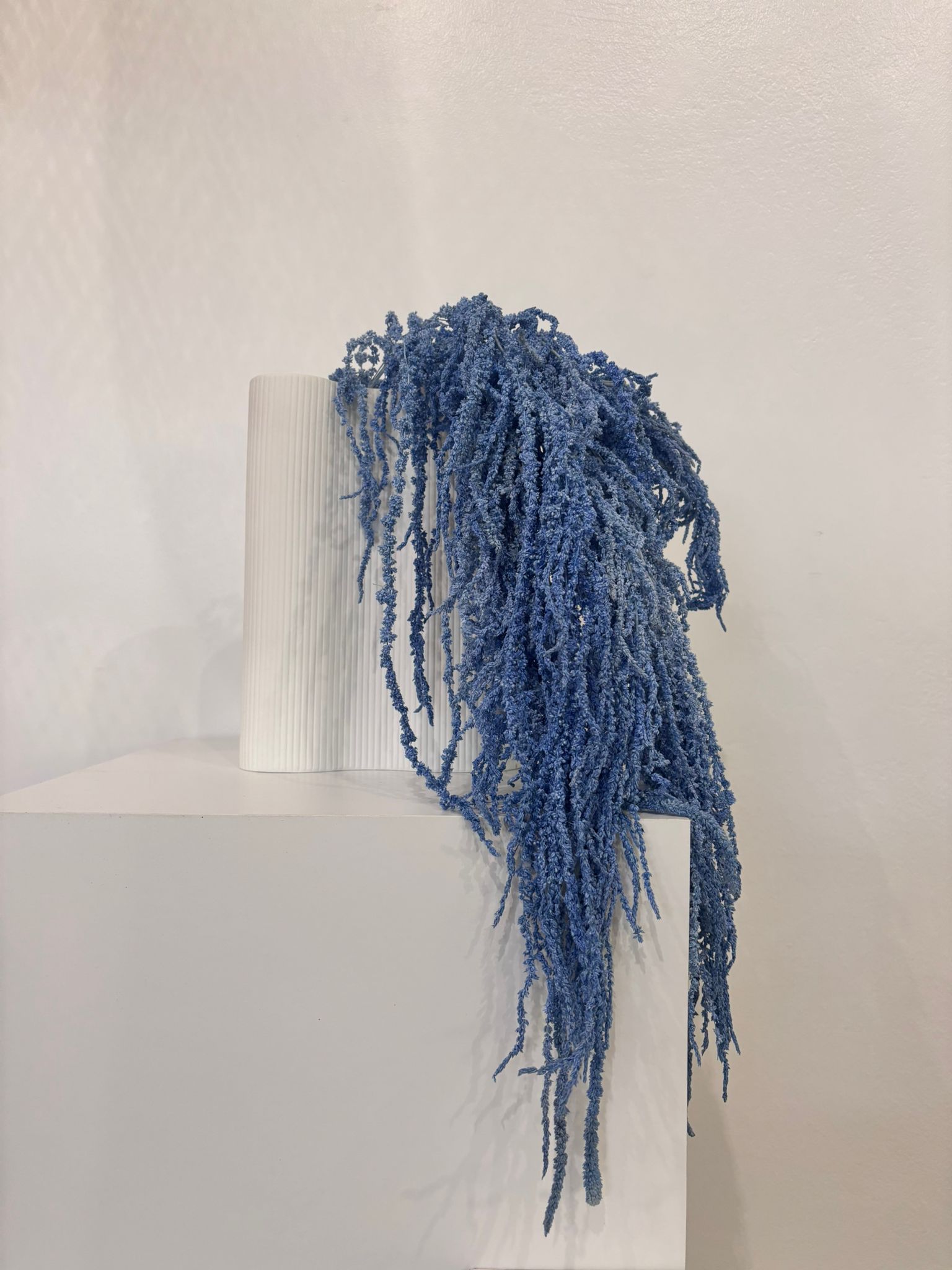 Amaranthus Stiele