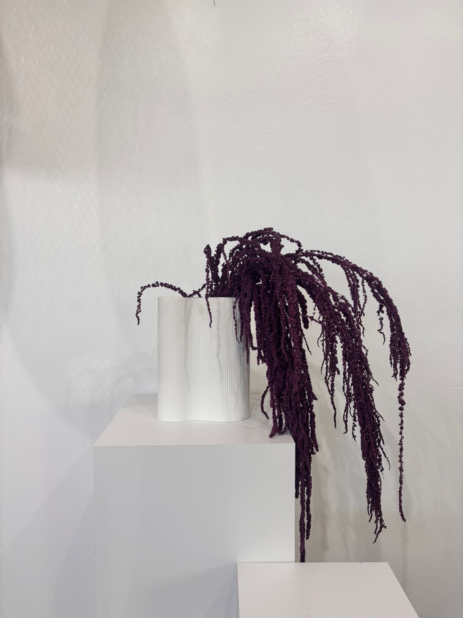 Amaranthus Stiele