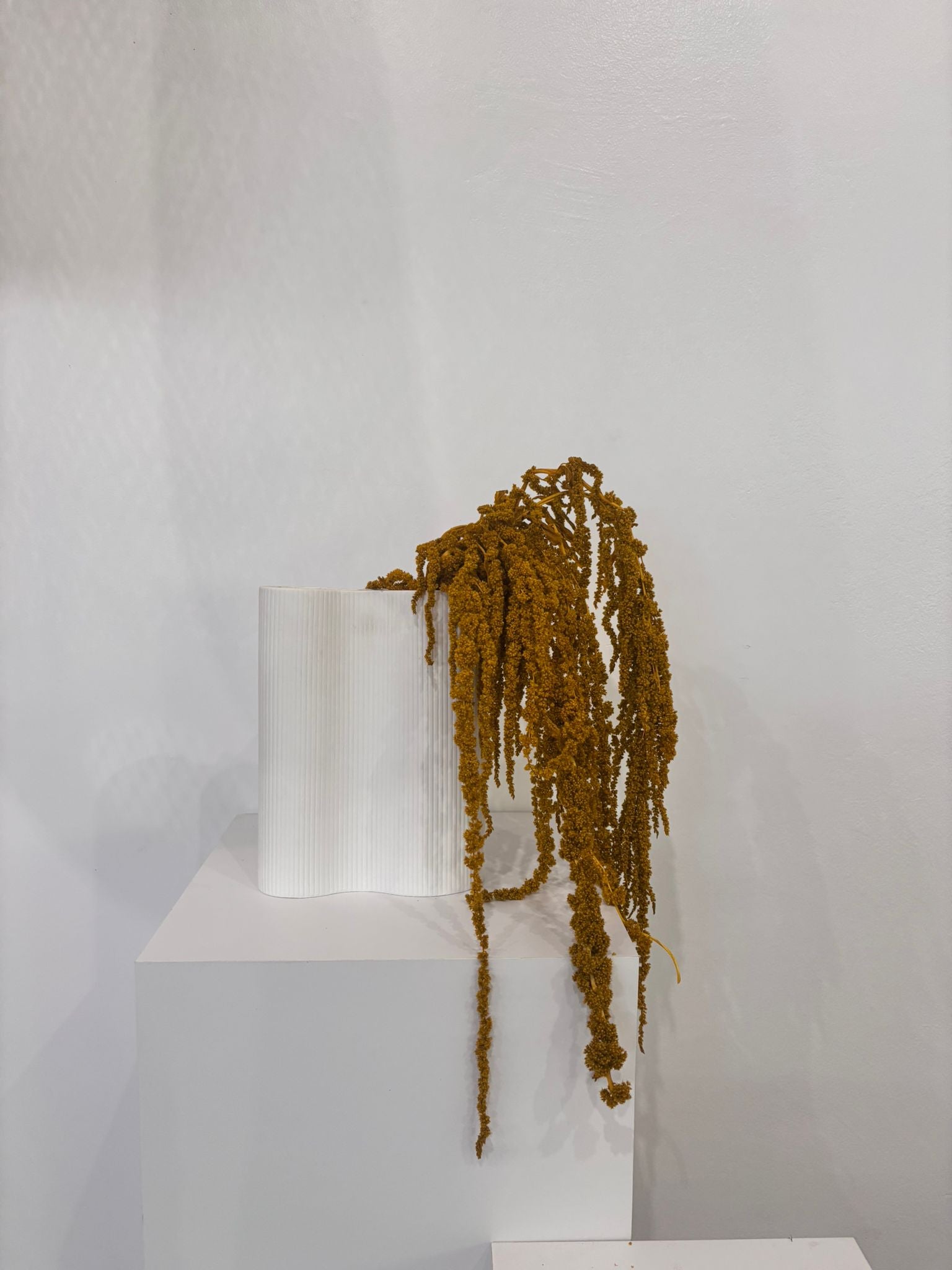 Amaranthus Stiele