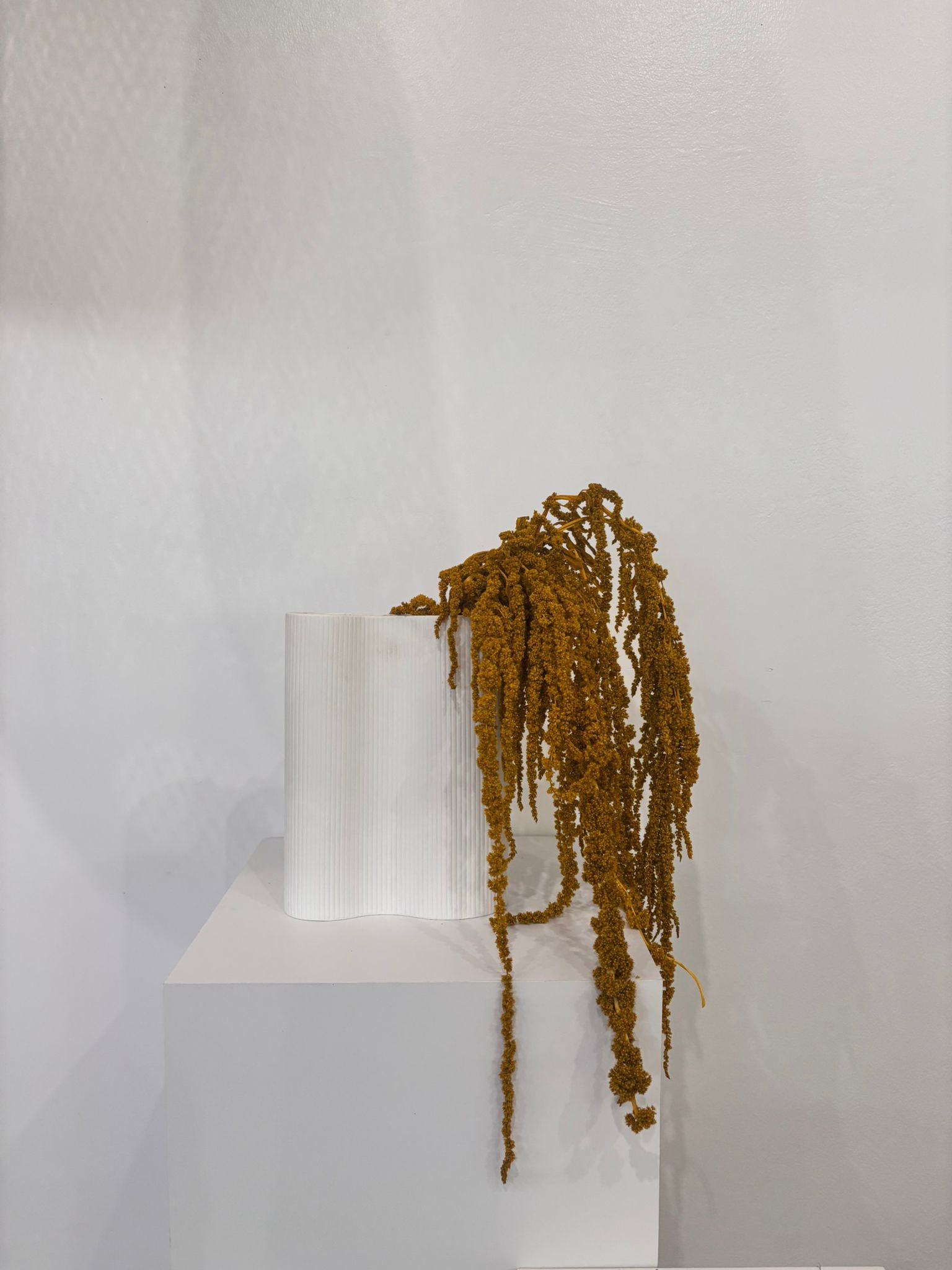 Amaranthus Stiele