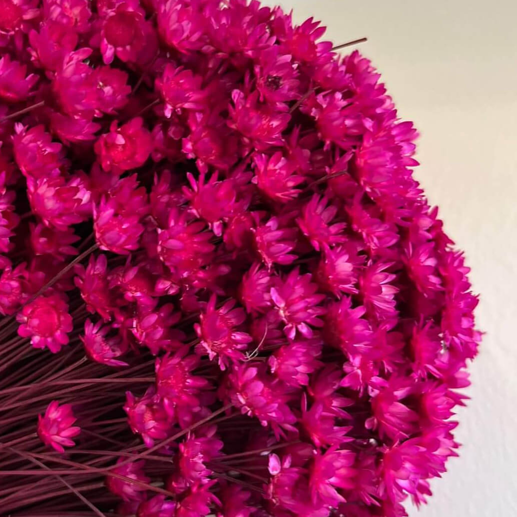 Glixia in variety: colorful dried flowers for creative decoration